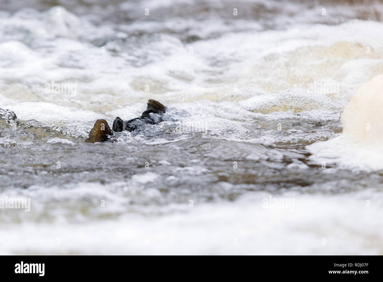 Salmone atlantico saltando rapids per trovare il luogo di nidificazione. Pesce nuotare nel fiume a monte di razza Foto Stock