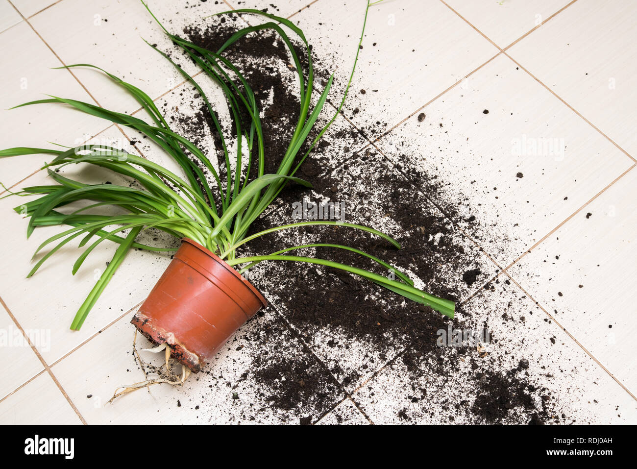 Rotture di pentola floreale con piante verdi si trova sul pavimento della cucina con la sporcizia in tutto Foto Stock