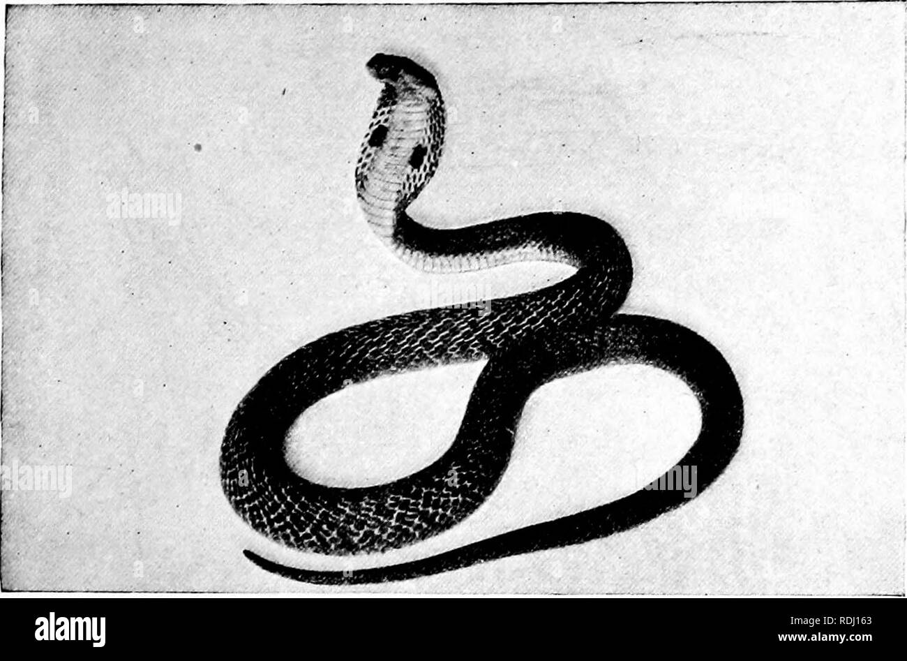 . Popolare la guida ufficiale per la New York Zoological Park . I giardini zoologici. NEW YORK Zoological Park. 181. COBRA-de-CAPELLO. sula, spesso chiamato Snake-Eating Cobra, è il più pericoloso di tutti i serpenti, perché è il più grande e il più ath- letic della specie velenosa, e per il suo morso non esiste alcun antidoto efficace. Essa alimenta solo sulla vita serpenti. L' AMMENDA campione esposto è di circa dieci metri di lunghezza. Il Cobra-de-Capello, (Naja tripudians), di cui alcuni esemplari del cne sono mostrati, è il terrore di India, dove si uccide tra 18.000 e 20.000 persone all'anno! Questo è il più micidiale di tutti se Foto Stock