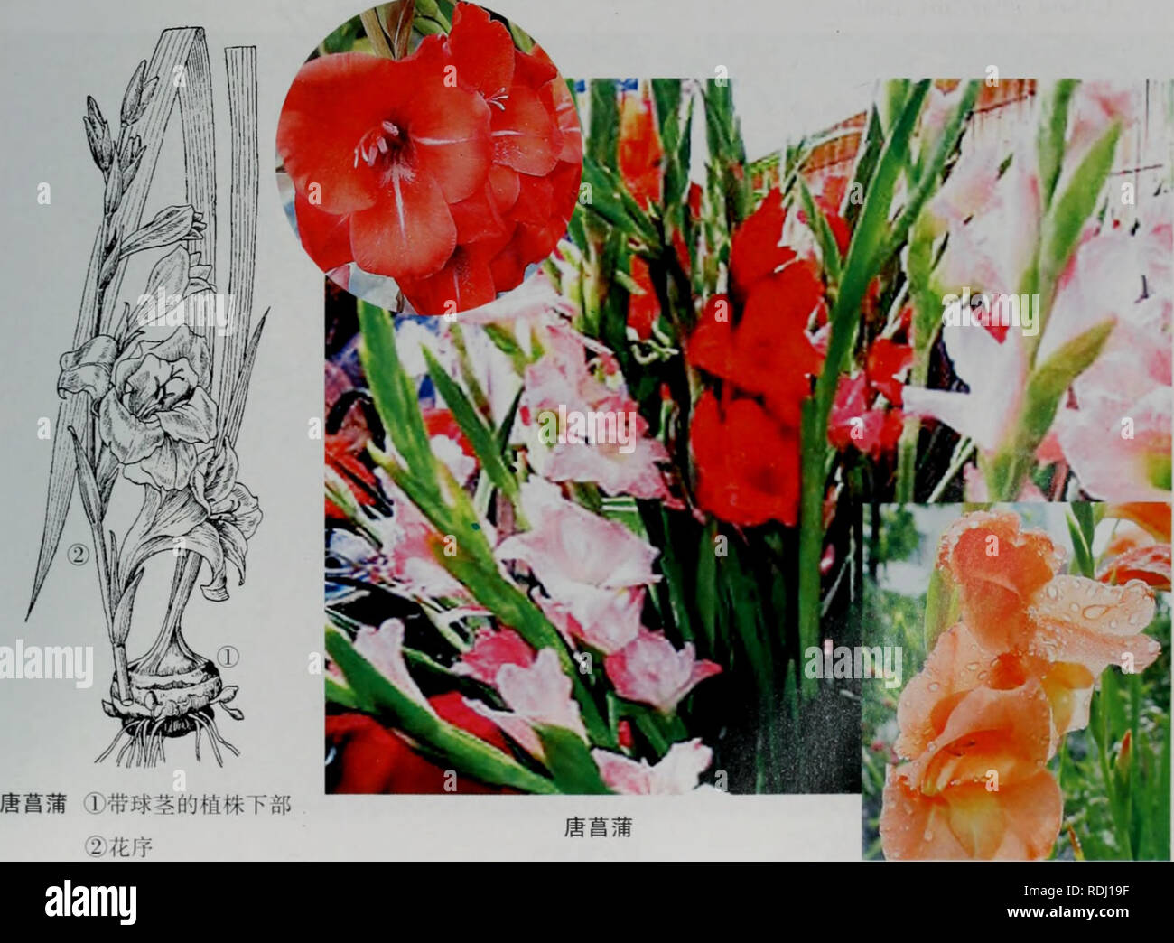 . E Er Duo Si zhi wu zhi. botanica. Å"ååae ·é¦ãåå °ãèå °ãè'è½è² å½¢aeç¹å¾å¤å¹'çèae¬ãçèaeåçå½¢,ç'å¾2.5-4.5cm,Å¤å aeae£è²aeé"ae£è²çèè'¨å è¢"ãå¶åºçaeå¨è±èåºé¨äºçï¼åå½¢ï¼é¿40-60 cm ï¼å®½2-4cm ï¼åºé¨éç¶ï¼å ç"¯ae'å °ï¼åµè¿-ç¶ae ae2åï¼ç°Ç"¿è²ï¼aeae°ae¡çºµèå1ae¡aeae¾èçªåºçä'-èãè±èç"ç"ï¼é"50-80crnï¼è±è ä'é¨aeae ç°aeäºççå¶ï¼é¡¶çç©ç¶è±åºé¿25-35(ãmï¼ae¯aeµè±ä'aeèç2ï¼èè'¨ï¼é"ç"¿è²ï¼åµå½¢aeå®½ae" éå½¢ï¼é¿4-5cm ï¼å®½1.8-3cm ï¼ä'-èaeae¾ï¼ae è±ae¢ï¼è±å¨èå åçï¼å·¦å³å¯¹ç§°ï¼aeçº¢ãé"ãç½aeç² çº¢ç-è²ï¼ç'å¾6-8cm;è±è¢"ç®¡é¿çº¦2.5rmï¼åºé¨å¼¯ae²ï¼è±è¢"è£ç6ï¼2è½®aeåï¼å ãå¤è½®çè±è¢" è£ççä'ºåµåå½¢aeae¤-åå½¢ï¼ä'é¢3çç¥å¤§ï¼å¤è±è¢"è£ç2ï¼å è±è¢"è£ç1)ï¼aeä'é¢ç1çå è±è¢ Foto Stock