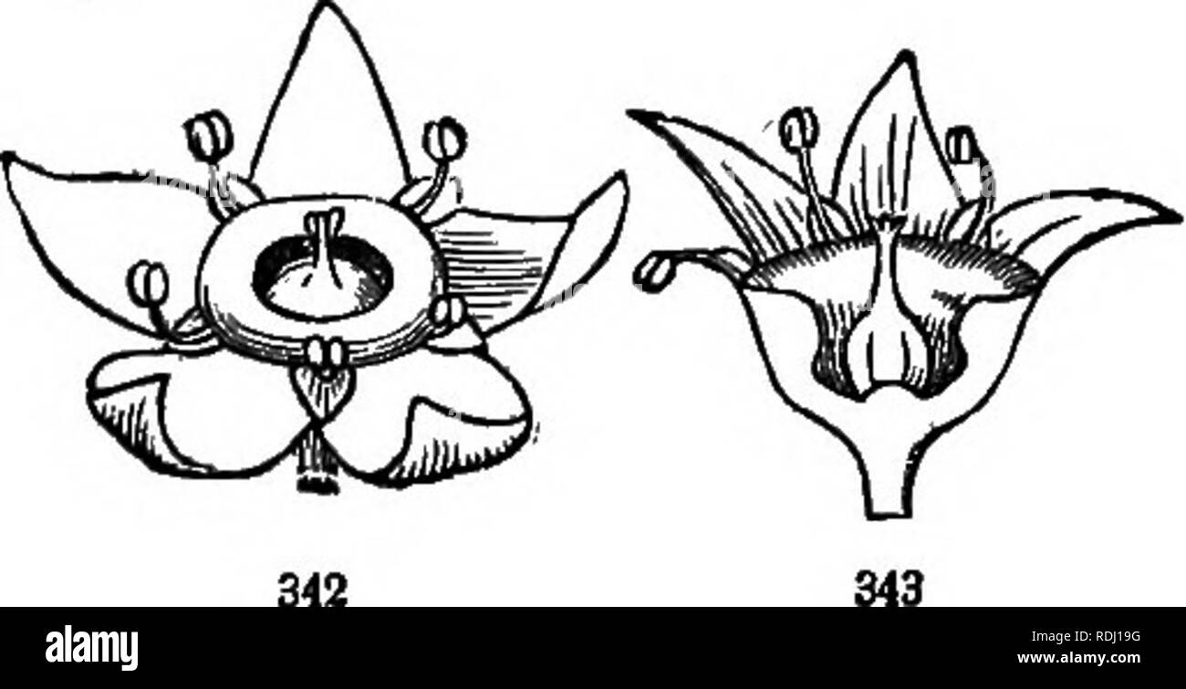 . La botanica per giovani e scuole comuni : come le piante crescono, una semplice introduzione alla botanica strutturale : con una flora popolare o una disposizione e descrizione del comune sia di piante coltivate e selvatiche su : illustrato da 500 incisioni in legno . La botanica. Twiff del vitigno, '29. BirCETHORH" FAMIGLIA.. Ordine RHAMNACEiE. Piante legnose, con semplici foglie alternate, noto da avente la stami numerosi come i piccoli petali (4 o 5) ed una prima di ciascuno di essi sia inserito sul calice o su una tazza carnose quali linee il tubo del calice; i lobi di quest'ultimo valvate, i. e. da bordo a bordo in th Foto Stock