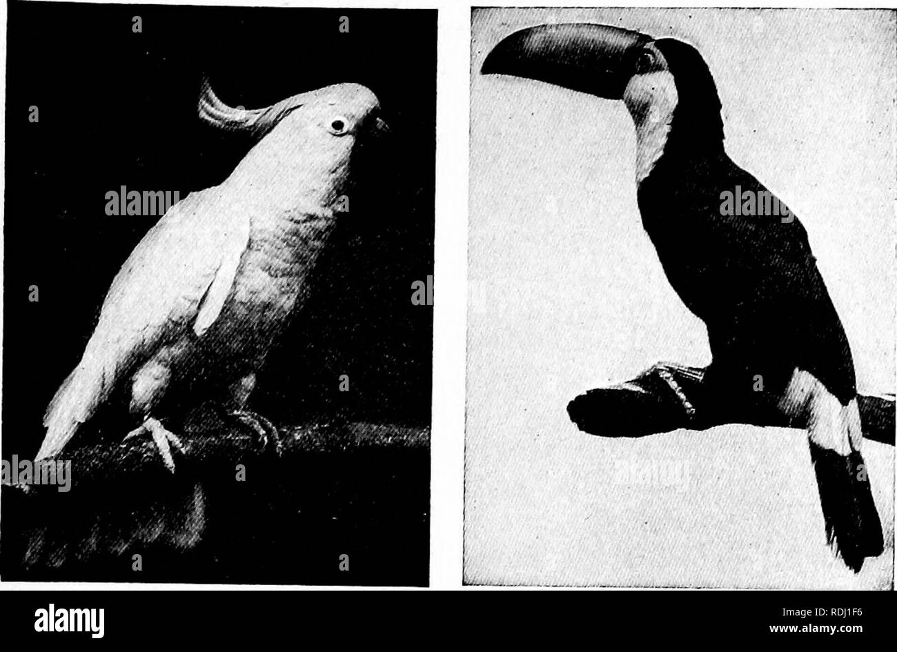 . Popolare la guida ufficiale per la New York Zoological Park . I giardini zoologici. NEW YORK Zoological Park. 151. Zolfo CRESTED CACATUA. Trasduttore TOCO TOUCAN. sario trimestre che specie con altri uccelli abbondantemente in grado di difendersi contro i suoi attacchi. Sul lato nord della sala principale vi sarà trovato un gruppo molto interessante di uccelli cubano, un altro degli uccelli delle Bahamas, una buona raccolta di fringuelli, tessitori, canarini trogons e altre piccole specie di terre straniere. Anche qui è la rara e splendidamente piumati maggiore uccello del paradiso, (Paradisaea apoda). Il visitatore è ricordato che per Foto Stock