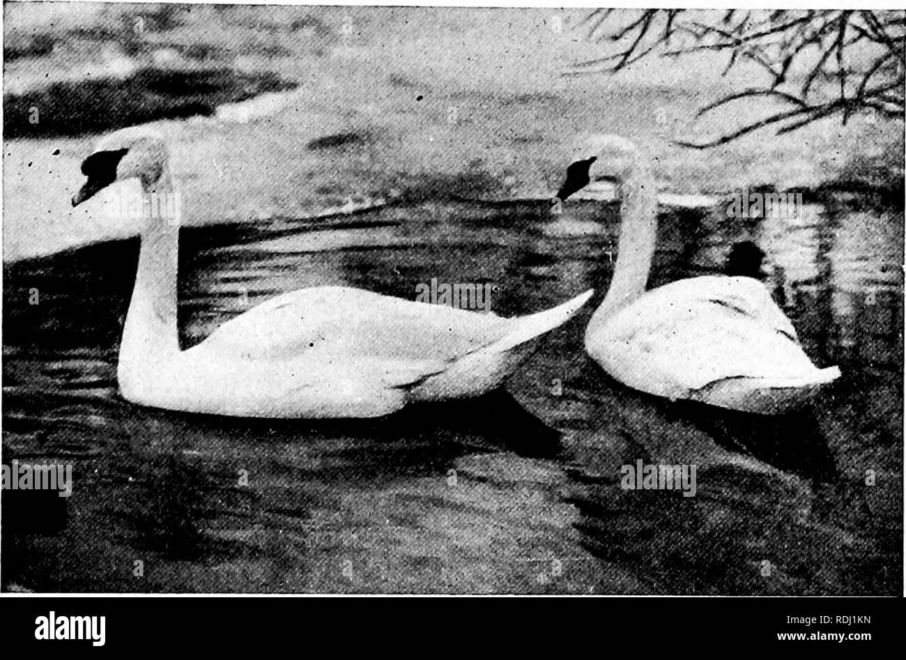 . Popolare la guida ufficiale per la New York Zoological Park . I giardini zoologici. Nuovo VORK Zoological Park. 133. MUTE E TRUMPETER cigni. Sezione II-uccelli. L'Oca voliera, No. 3. Non ci sono uccelli che prende più gentilmente alla cattività, o che meglio ripagare i loro mantenere e i loro custodi, rispetto alle anatre e oche, cigni e pellicani. Il solo inconveniente per la manutenzione di grandi collezioni di questi uccelli in questa latitudine è la lotta annuale con il nostro inverno artico. Sul conto della feroce tempeste invernali al quale dobbiamo rendere omaggio, molte specie di uccelli di nuoto richiedono di essere presi al di fuori della loro voliera, e h Foto Stock