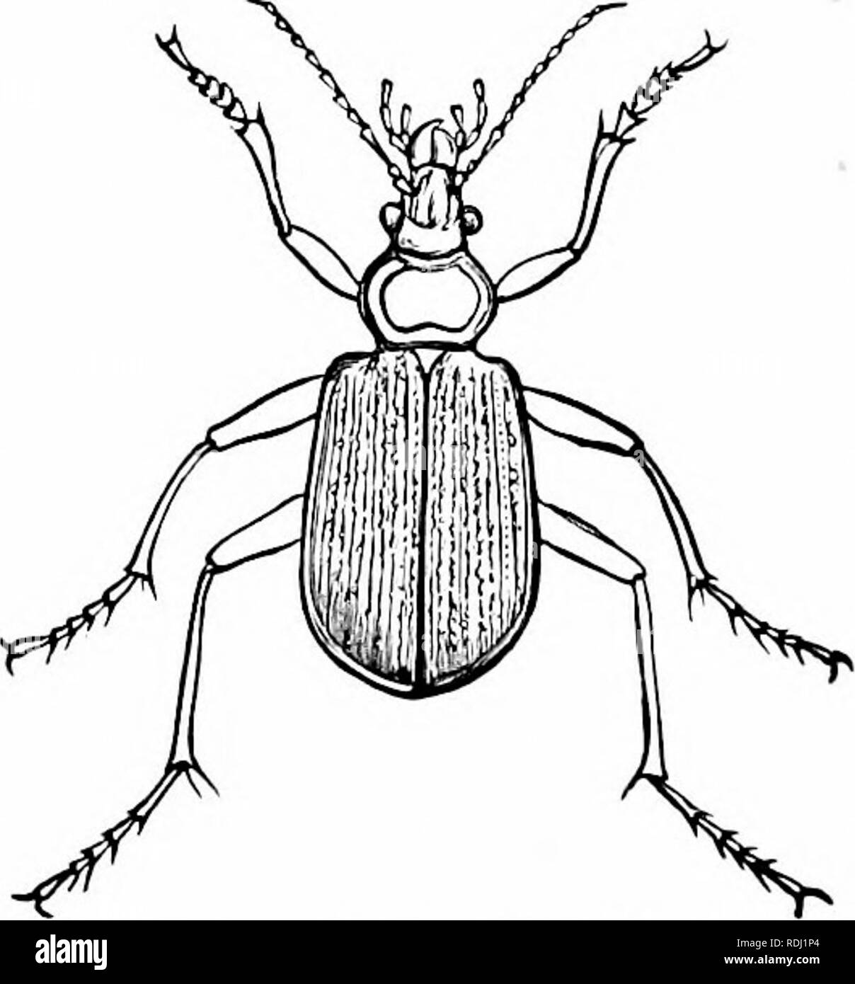 . Storia naturale di animali;. Zoologia. 174 ARTHROrODS: INSFXTS. numeri di altri insetti per cibo, usufruendo così il coltivatore e giardiniere. Il larvse o larve, sono morbidi, bianco e arredate con ganasce come gli adulti ; come quest'ultima, si nutrono di altri insetti che essi se- indurimento per scavare buche nel terreno, in cui rimangono, la testa solo a chiusura della apertura del foro; quando qualche insetto arriva abbastanza vicino, essi coglierla, disegna nel foro e divorare. Caribidi, carabidi o. Questi preda anche su altri insetti, e i tipi sono molto numerosi. Essi hanno le ganasce molto l Foto Stock