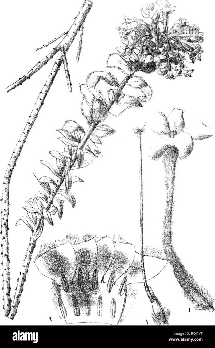 . Natal Piante : Le descrizioni e le figure del Natal piante indigene, con note sulla loro distribuzione, valore economico, nomi nativo, &amp;c., / da J. Medley di legno e Maurice S. Evans. Pubblicato sotto gli auspici del governo Natal e Durban Botanic società. La botanica. Plale 210 '^C. Â -^^ lasiosiphon arohylloidesMeisn.. Si prega di notare che queste immagini vengono estratte dalla pagina sottoposta a scansione di immagini che possono essere state migliorate digitalmente per la leggibilità - Colorazione e aspetto di queste illustrazioni potrebbero non perfettamente assomigliano al lavoro originale. Legno, John Medley, 1827-1914; Evans, Maurice S. (Maurice Foto Stock