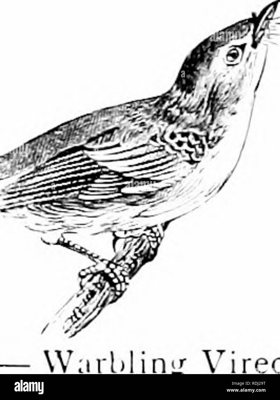 . Storia naturale di animali;. Zoologia. 92 Vertebrati: RIRDS. su spine e altri punti affilati, come un macellaio pende affettati su ganci nella sua staU. Esso costruisce un grande nido di t'IGS, erba e moss, nelle forcelle di un albero. Il Vireos sono molto più piccoli del Shrike, e principalmente di colore verde-oliva abo-e e la luce- bassa. Il red-eyed Vireo ha l'iride dell'occhio rosso. La sua forte, note chiare sono ascoltati in le cime degli alberi dalla primavera fino al tardo autunno. Il bianco-e-ed ana il ramage Vireo sono piccole e le loro note sono "ery piacevole. Fi-. Irridere gli uccelli, ecc. Questi uccelli sono closeh" legati a T Foto Stock