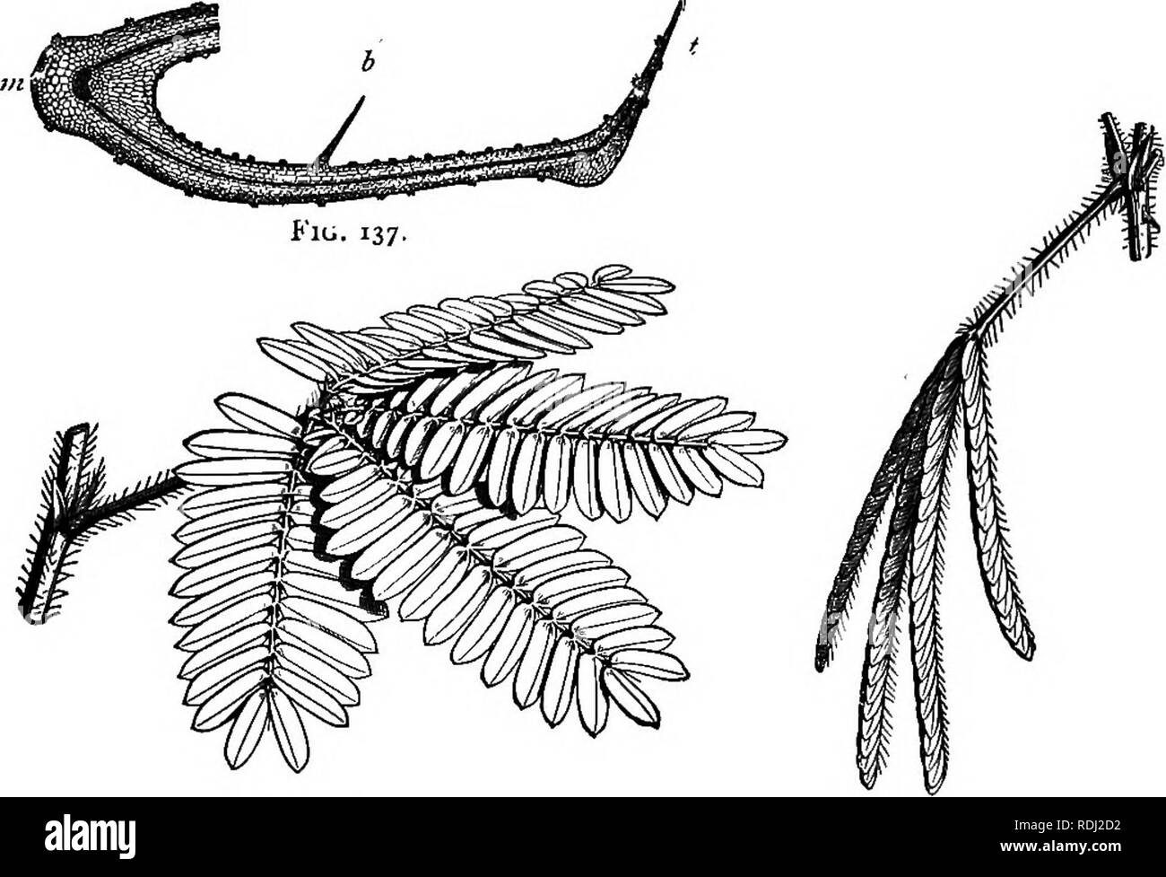 . Contorni di vita vegetale : con speciale riferimento alla forma e funzione . La botanica. I movimenti delle piante. 183 piante. L'organo motore in Venere' fly-trap (figg. 224, 137) è il cuscino di tessuto che corre lungo la parte posteriore della balestra tra i due lobi. Dalla brusca variazione di turgore di alcune di queste cellule le due metà della foglia sono gettati insieme rapidamente quando uno dei sei setole sulla sua. Fig. 138. Fig. 139. Fig. 137.-parte di una sezione trasversale di una foglia di Venere' fly-trappola, m, il cuscino del tessuto costituente l'organo motore ; b, una delle setole sensibili che dopo essere Foto Stock