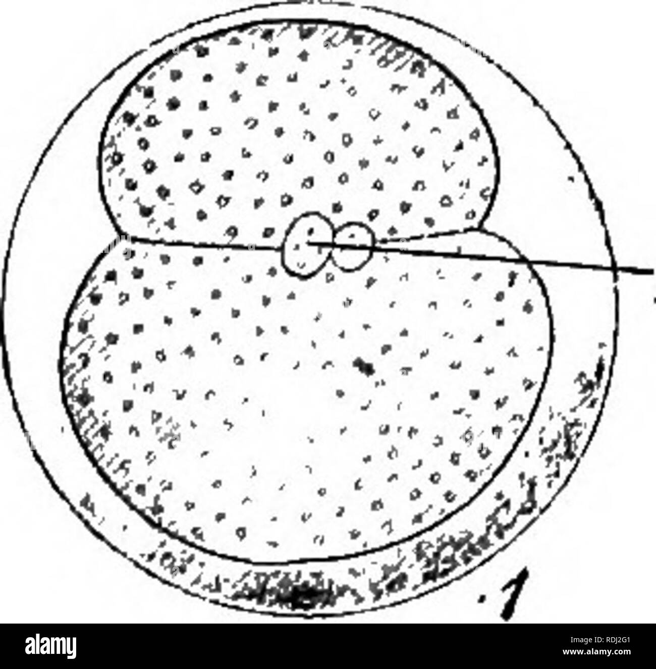 . Un manuale di zoologia elementare . Zoologia. Embriologia 509 dell'ovulo è completa ma diseguale e ESSEX" definente un incavo blastula, che invaginates per dare luogo ad una gastrula. Il mesoderma nasce come due bande lungo il lato ventrale formata dalla divisione di una coppia di espansioni delle cellule al fine di cerva in gamberi di fiume seg- attuazione incompleta, ma di un tipo diverso da quello del pulcino e il gattuccio. Il nucleo si divide fino a un certo numero di nuclei figlie sono formate, e questi migrano verso la superficie dove essi sono in un primo momento incorporato in un con- tinuous foglio del protoplasma che racchiude un Foto Stock