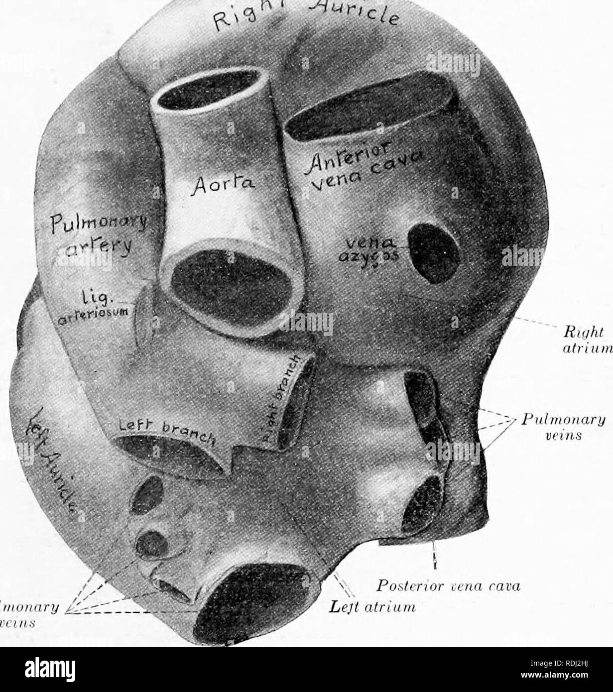 . Il cavallo nella salute e nella malattia : un libro di testo relative alle scienze veterinarie per studenti agricoli . Cavalli; cavalli. Il sistema CIRCULATOHY 111 un cavallo di dimensioni normali ha un h(&GT;arte da 7 a 8 chili di peso. Il pericanliuin è il filjrous sac hned con una membrana sierosa che avvolge il cuore. In essa si trova una caratteristica di secrezione, la jhiid pericardica. La struttura interna del cuore è un NIC."cly disposti meccanismo di pompaggio whit'h spinge t lie 1 iloo( 1 sempre in una direzione. Quando ^H/ Jlur,^j. I'lihiioiifiry jLIt-"^- Posltnor vena cava nfriiun Ltjt Fig. -BuHc Foto Stock