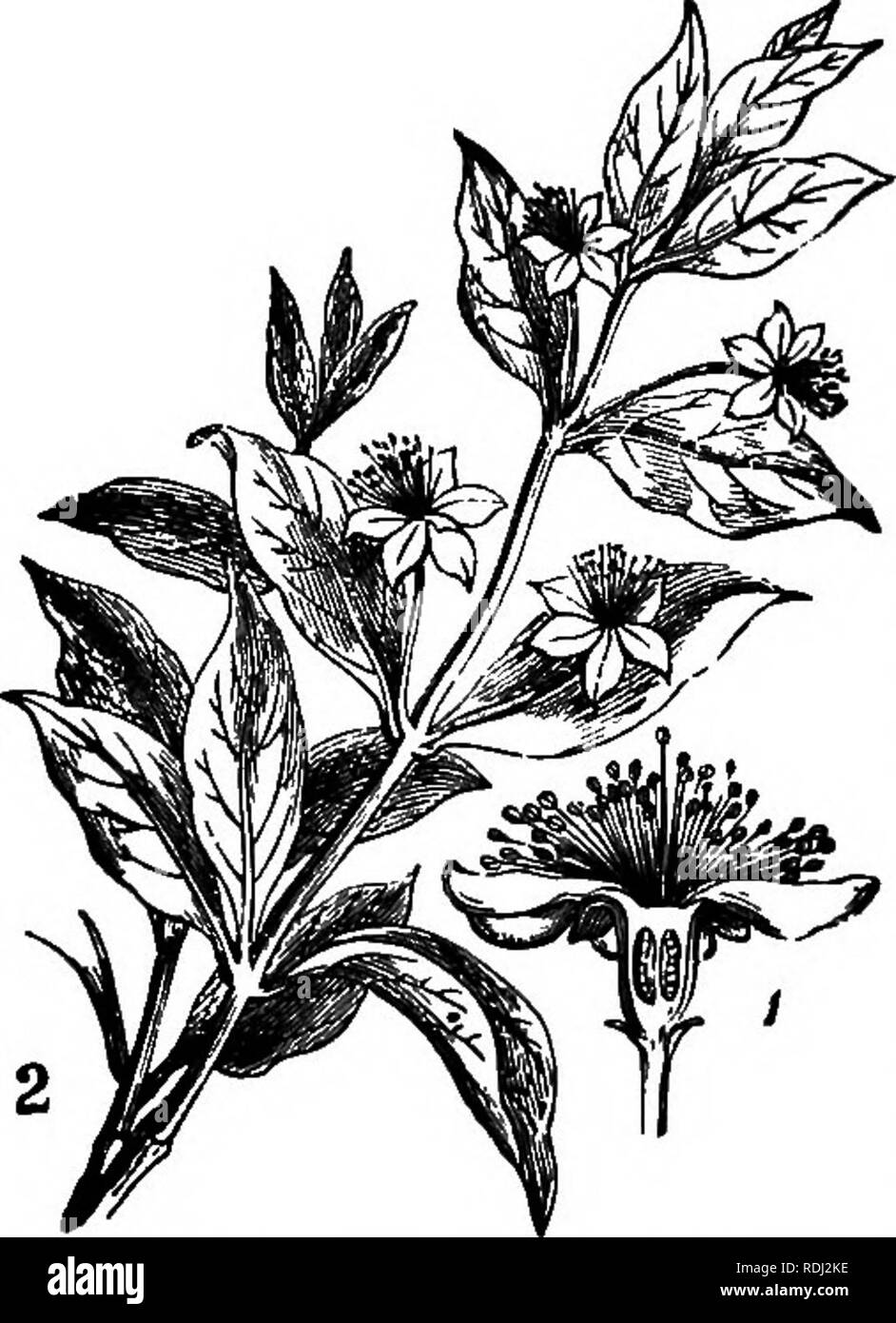 . La botanica di accademie e scuole: consistente di sviluppo di pianta e la struttura da alghe marine per la clematide. La botanica; 1889. 124 Academic botanica. vediamo la retromarcia; qui (Fig. 175, un) hulges fino in una massa carnosa (frutto), in cui la piccola apocarpous pistilli sono em- bedded. In Calycanthus (Fig. 176) è urceolate, ma non vi è alcun calice-tubo; il dis- tinct sepali sono a spire sulla sua superficie esterna. Talvolta il suo cen- tre è stipitaie, prolungata in una platea o stipe; questo è chiamato un Anihophore (fiore-bearer) quando si solleva petali, stami e pistilli al di sopra del calice, come in t Foto Stock