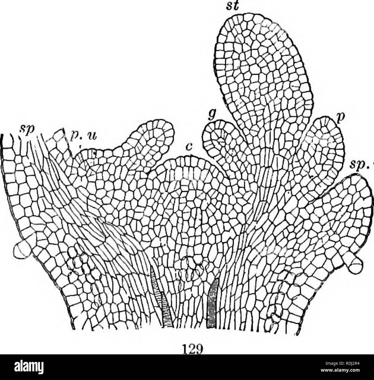 . Botanica fisiologico; I. contorni di istologia di phaenogamous piante. II. Fisiologia Vegetale. La fisiologia vegetale; Impianto di anatomia. Fig. 126 mostra l'aspetto di un molto giovane fiore di questa specie ; sul arrotondati o piuttosto schiacciato apice dell'asse minuto elevazioni sono visti, l'esterno essendo la nascente sepali. Fig. 127 mostra il fiore in una più ad- vanced stadio. Fig. 128 rappresenta una porzione soltanto, il diritto, in una ancora più condizione avanzata. Fig. 129 presenta tutti gli organi del fiore, quanto può essere mostrato sp.u. Fig. 127. Quadrifolia Lysimaehia. Una sezione longitudinale Foto Stock