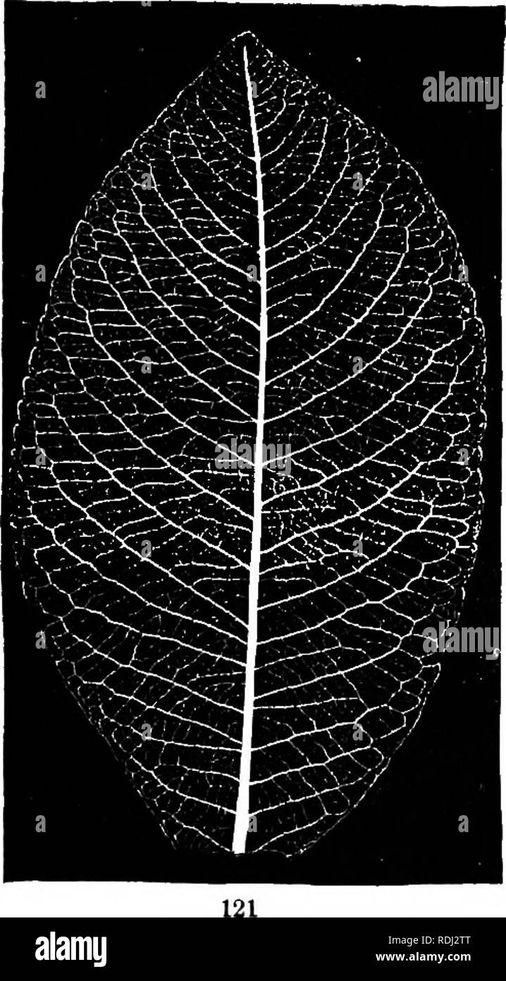 . Botanica fisiologico; I. contorni di istologia di phaenogamous piante. II. Fisiologia Vegetale. La fisiologia vegetale; Impianto di anatomia. 120 438. Venatura in parallelo è di due principali tipi : (1) che in wliich. grandi nervi esecuzione in lunghe curve dalla base al vertice della foglia; (2) che in cui nervi minore eseguito generalmente a destra un- gles da un nervo principale (o) controfiletto ai bordi della foglia. In entrambi questi tipi di venatura parallela le vene sono più o meno con- nesso bj' mezzi di poco appariscente cross-veinlets e b^- anasto- mosing estremità, ma alcune delle vene possono essere liberi. 4 Foto Stock