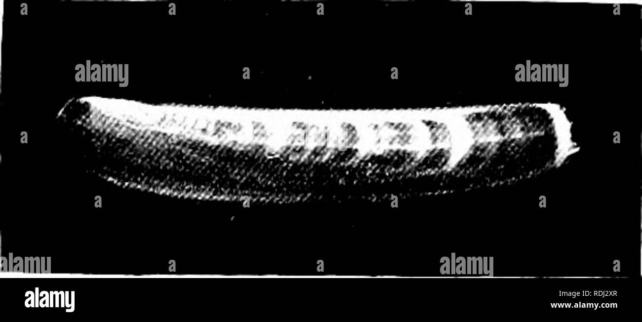 . Elementi di zoologia, di accompagnare il campo e studio di laboratorio di animali. Zoologia. Il FREHH-ACQUA CLAM 231 ing in navi di legno e pilings (Fig. 218). In tali loca- zioni sono coimnonly denominato ship-worm. La foratura viene effettuata dai movimenti del guscio, combinata con l'azione dei muscoli e del piede. La sola cosa che sembra efficace per fermare questi moUusks dal noioso in legno è ferro ruggine, cosicché pile pilotato pieno di chiodi sono atti a non essere attaccati. Nel rasoio-gusci (Solenidae,i Fig. 219), l'animale, come la shell, è allungata e subcyhndrical. Per mezzo della sua. Foto Stock