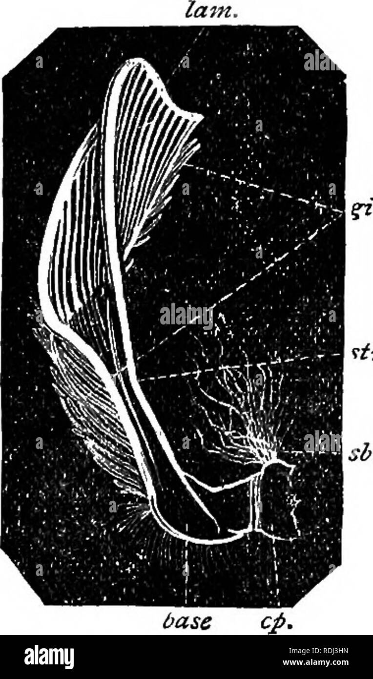 . Un manuale di zoologia elementare . Zoologia. il gambero di fiume 257 riempire come quella della rana che è una parte separata del ccelom. Un sangue-sistema vascolare in cui, come in il gambero di fiume, il sangue su lasciando le arterie bagna gli organi del corpo è detto di essere aperto. Uno in cui, come nella vite senza fine e la rana si effettua tramite gli organi in capillari che conducono direttamente alle vene è detto essere chiuso. Il sangue dei gamberi di fiume è un liquido chiaro che contiene globuli bianchi e coaguli facilmente un vantaggio evidente per un animale la cui aprire Sistema vascolare fa spurgare liberamente da qualsiasi wou Foto Stock