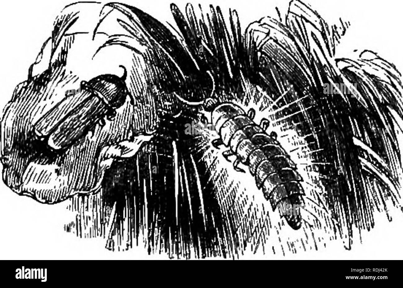 . Di un giro il mio giardino . Storia naturale. 62 UN TOUR LEGATO MT GIARDINO. e si chiude fino a stretto contatto. Gli uccelli hanno cessato di cantare e litigare per la snuggest posti sotto le foglie; si possono vedere i colori si ammirava la mattina ricompare nei cieli; ma essi hanno assunto più severo e sfumature più profonde. Il colore rosa della mattina è rosso di sera; il giallo è di colore arancione, il lilla è diventato viola; il globo di fuoco scende e scompare in una nebbia rossa che appare come la luce accesa le ceneri di un vulcano. Gli alberi in oriente, a loro volta, ricevono i adieu e ultimo sguardo del sole, come t Foto Stock