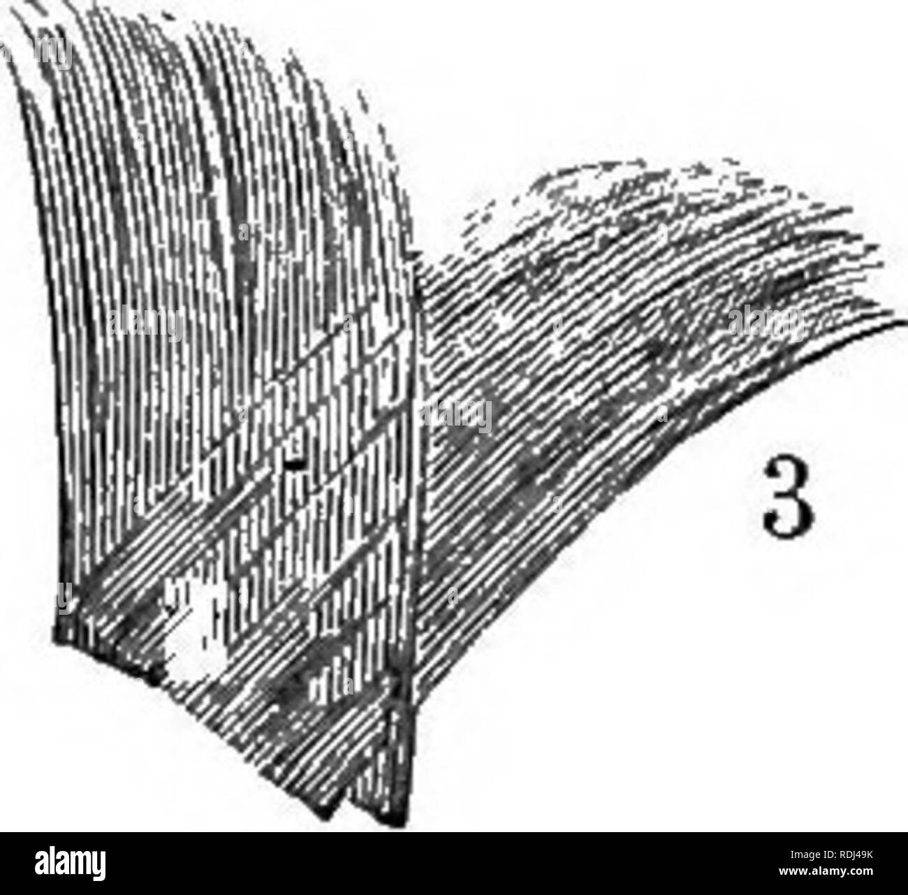 . La American Angler's prenota: abbracciando la storia naturale di pesci sportivi, e l'arte della loro assunzione. Con le istruzioni nella pesca a mosca, fly-making, e l'asta-fare; e le indicazioni per allevamento di pesci. A cui è annessa, muore piscatoriae: descrizione notare la pesca-luoghi e il piacere solitaria di pesca a mosca. Illustrato con ottanta incisioni su legno. La pesca; Pesci. - ^,.;- - .-3^-* â â &lt;&LT;. La figura 1 è una piuma con una sezione sufficientemente ampia per le ali di una mosca per un No. 4 gancio ritagliati da esso. La figura 2 è la sezione rimossa. 3 è la sezione dopo una volta che la piegatura. È quindi Foto Stock