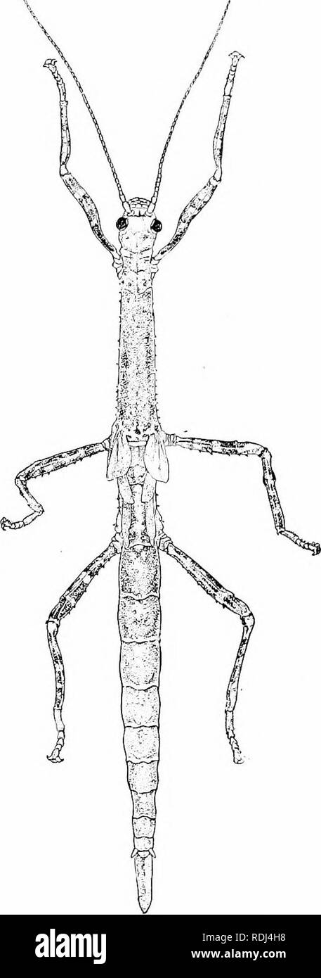 . Elementi di zoologia, di accompagnare il campo e studio di laboratorio di animali. Zoologia. TlUi GBASSUOPPER 19 assomigliano a foglie secche, blotches guardando come la muffa si trovano. Anche le gambe possono 1 )e sottile e espanso in modo da rescmljle fogliame. Nella nostra countrj' si verificano solo la twiglike, wingless forme note come bastoni (Fig. 13). Queste passeggiate- bastoni cambiare colore ai corret- rispondere con le modifiche di ramoscelli da stagione a stagione; per i giovani di bastoni, che appaiono in primavera, sono verdi come le giovani ramoscelli, ma in autunno gli adulti sono di colore grigio o marrone. Questa somiglianza degli animali alle cose ou Foto Stock