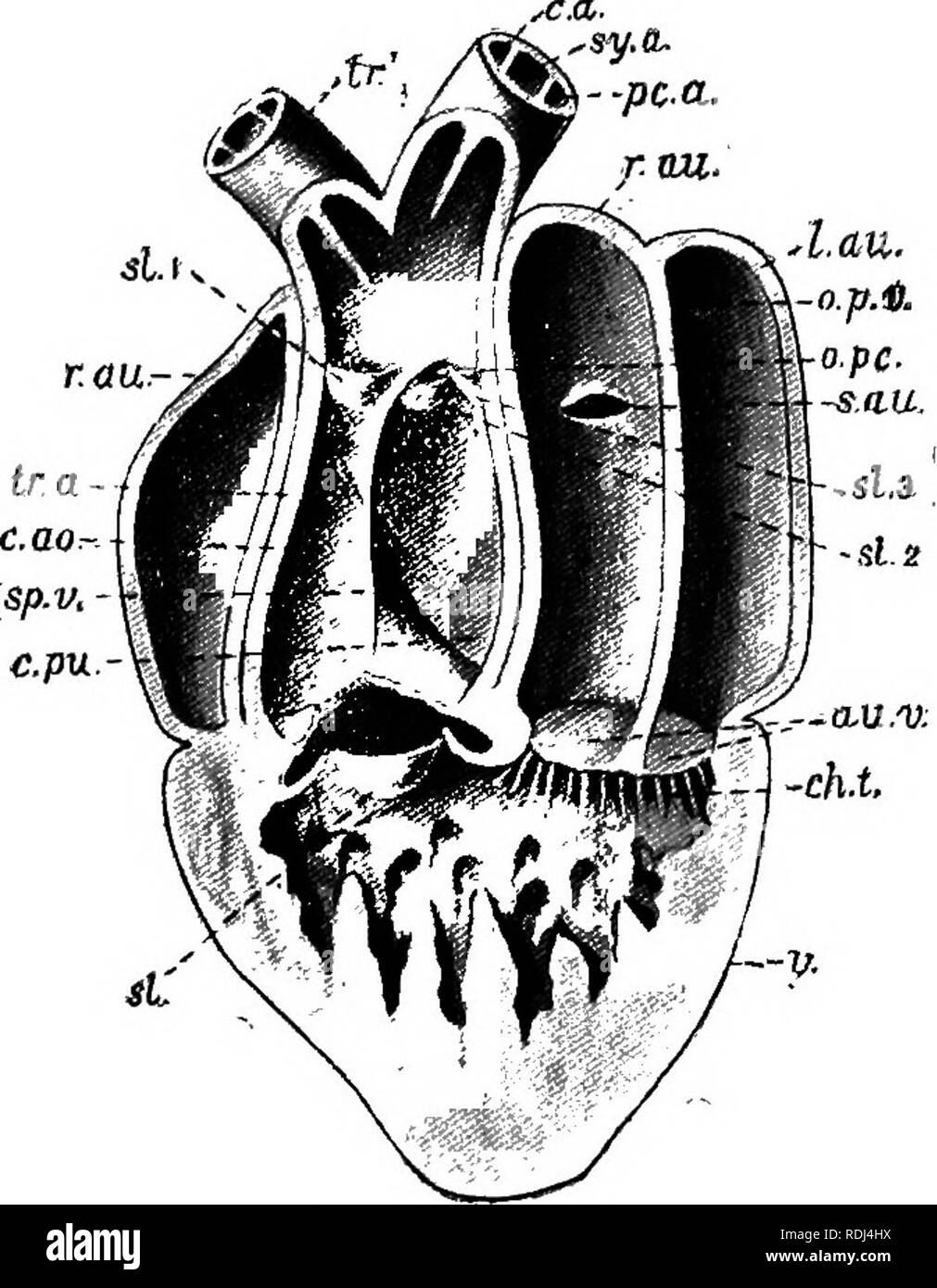 . Un manuale di zoologia elementare . Zoologia. La rana ; le viscere e sistema vascolare 55 quindi il sangue dal ventricolo sinistro (e quindi dai polmoni), che è l'ultimo per inserire il truncus, passa lungo. Fig. 28.-una vista ventrale del cuore di una rana, aperta per mostrare la struttura interna. La parete ventrale del truncus, ventricolo e orecchiette è stato rimosso con una parte di valvola spirale (a linea tratteggiata). au.7<., Auriculo-valvole ventricolare c.a., arco della carotide ;c.ao., cavum aorticum ; c.pu.t cavum pulmocutaneum; ch.t., chorda? Tendineae; l.au., padiglione auricolare sinistro ; o.p.v., apertura o Foto Stock