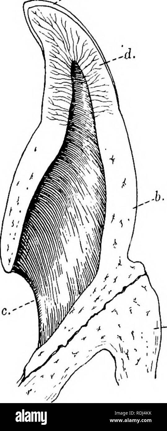 . Un manuale di zoologia elementare . Zoologia. La rana ; le viscere e sistema vascolare 47 in modo che la preda aderire ad essa. Dietro l'angolo della ganascia è una regione conosciuta come la faringe^ in cui si aprono in corrispondenza dei lati del suo tetto, la coppia di Eustachian tubi che portano ai tamburi delle orecchie, e in seguito, nel maschio, una coppia di sacche vocali che vengono gonfiati e agire come risonatori durante croak- ing. Al centro del pavimento della faringe è un -e- apertura a feritoia, la glottide che conduce nel vento- tubazione. Dalla faringe un tubo noto come la gola o esofago conduce indietro nel corpo cavit Foto Stock