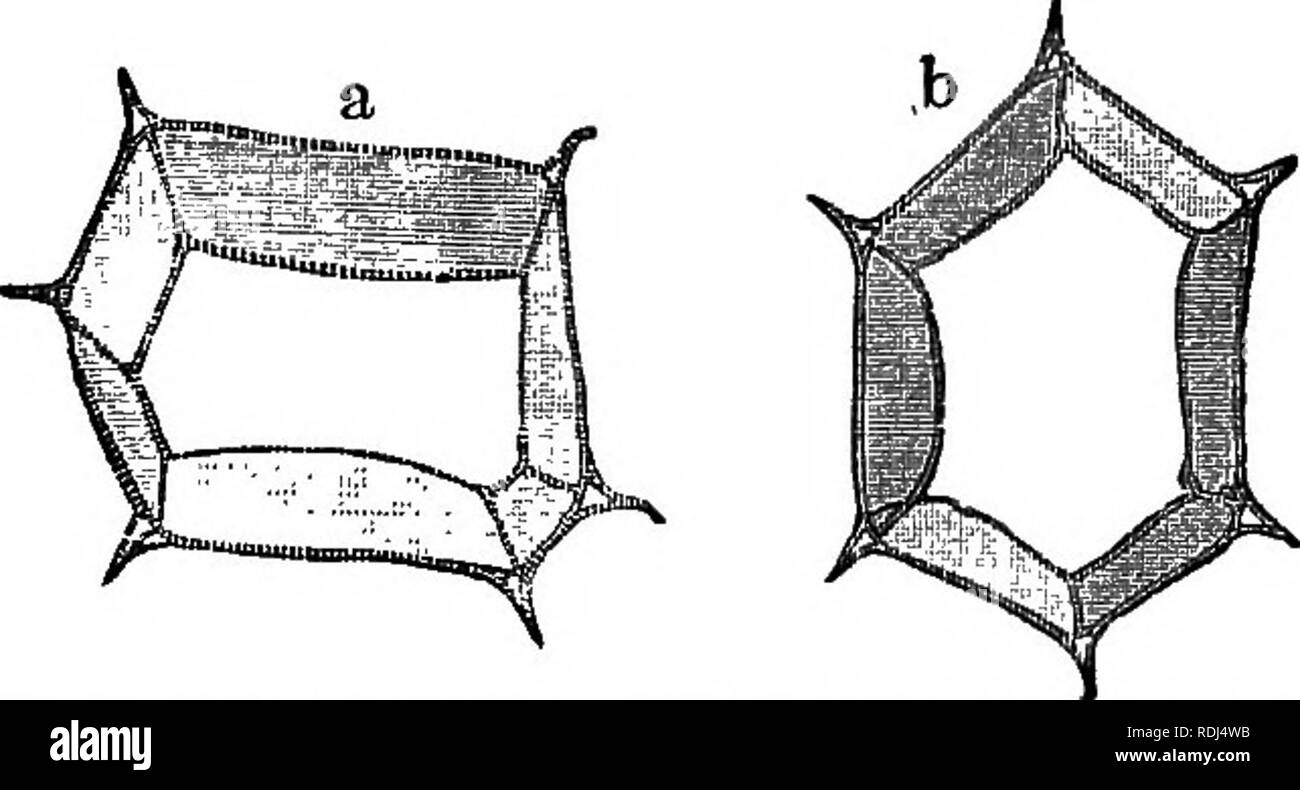 . Botanica elementare : teorico e pratico. Un libro di testo progettato principalmente per gli studenti delle classi di scienze connesse con la scienza e il dipartimento arte del comitato del consiglio per l'istruzione . La botanica. Fig. 20.-cellule stellate dal hori- setto orizzontale dell'aria-passaggi del Giunco fiorito {Butotnus ttm- hellaius). Fig. 10.-circolazione del protoplasma in una cella allungata del Celandine : un, il nucleo con un nucleolus. Le frecce indicano la direzione delle correnti. Fig. 21.-Cella tabellare dall'epi derma di Callitriche.. Fig. 22.-ceU poliedrica dal midollo di Acacia Iqph Foto Stock