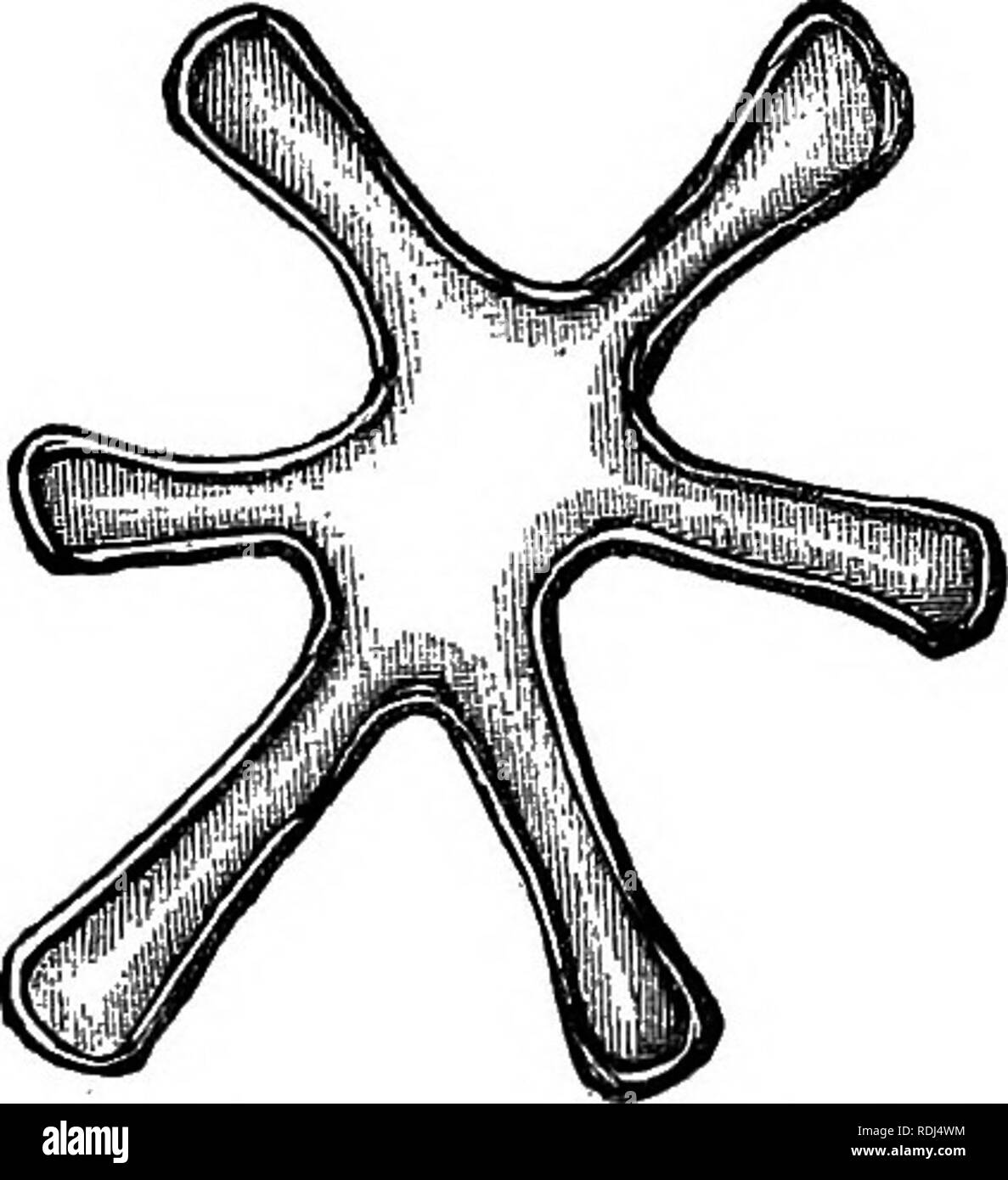 . Botanica elementare : teorico e pratico. Un libro di testo progettato principalmente per gli studenti delle classi di scienze connesse con la scienza e il dipartimento arte del comitato del consiglio per l'istruzione . La botanica. La forma delle cellule 17 la crescita. In questo modo essi possono diventare appiattite o tabulare (fig. 21), o poliedrica (fig. 22). Altre forme di cellule sono mostrati nelle figg. 23, 24 e 25.. Fig. 20.-cellule stellate dal hori- setto orizzontale dell'aria-passaggi del Giunco fiorito {Butotnus ttm- hellaius). Fig. 10.-circolazione del protoplasma in una cella allungata del Celandine : un, il nucleo con un nucleolu Foto Stock