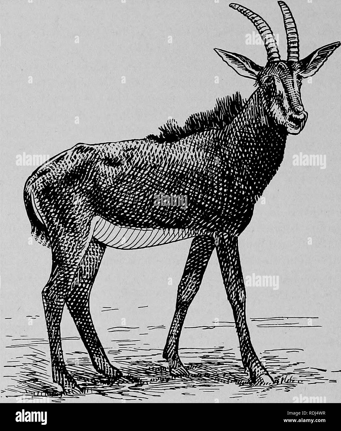 . I commercianti di pellicce e cuscinetto di pellicce di animali. Commercio di pellicce; animali da pelliccia. 336 Ungulata. mancava l'imponente presenza e l'aria intelligente che insieme con le sue corna shapely e nero lucido e mantello bianco, rendono il Sable Antelope cospicui in una famiglia nota per la grazia e la bellezza del suo rappresentanouna- tives.. Sable Antelope tutte le antilopi hanno veri corna e con l'eccezione di una singola specie appartengono a una famiglia. Il Prong-Hom Antilope (-Antilocapra americana), ora diventando rapidamente estinto, è l'unico animale che possiede un corno cava con un nasello e la cava solo-cornuto animale Foto Stock