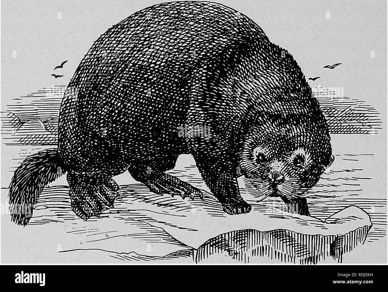 . I commercianti di pellicce e cuscinetto di pellicce di animali. Commercio di pellicce; animali da pelliccia. 200 Cabnivora Fissipedia. ington e Oregon sono fissati nel quartiere di Gray's Harbour, il che dimostra che questi animali sembrano avere una preferenza per talune località ad esclusione di tutti gli altri territorio." a causa della loro rapida udito e olfatto acuto le lontre marine sono difficili da acquisire mediante la ripresa o clubbing, a meno che non vi sia una pesante gale dal nord di affogare i suoni prodotti dai cacciatori di avvicinamento. Alcuni dei nativi reti di diffusione oltre il kelp-letti dove le lontre sono l'abitudine di dormire, quando t Foto Stock