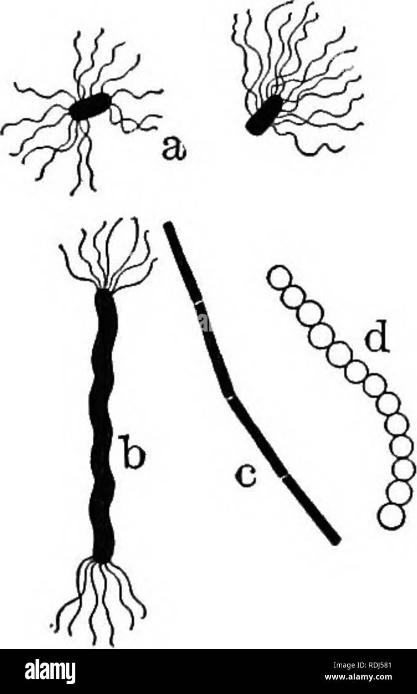. Un libro di testo di Fisiologia Generale e anatomia. Fisiologia, comparativo, anatomia. BACTBEIA come cellule viventi 495. nite cellule sagomato. Così, bacillo della tubercolosi è il nome dato alla particolare batterio che causa tubercu losis-. In questo nome il bacillus si riferisce alla forma della cella (bacillus = a forma di asta), mentre il secondo nome indi- cati l'azione specifica di questo modulo. Analogamente, stophylococcus pyogenes significa sferiche di cellule che producono la formazione di pus. Spirillum volutans significa cavatappi in cellule di forma vortice che nel loro movimento attraverso i liquidi, ecc. (Vedere Fig. 230). I batteri come vivere Foto Stock