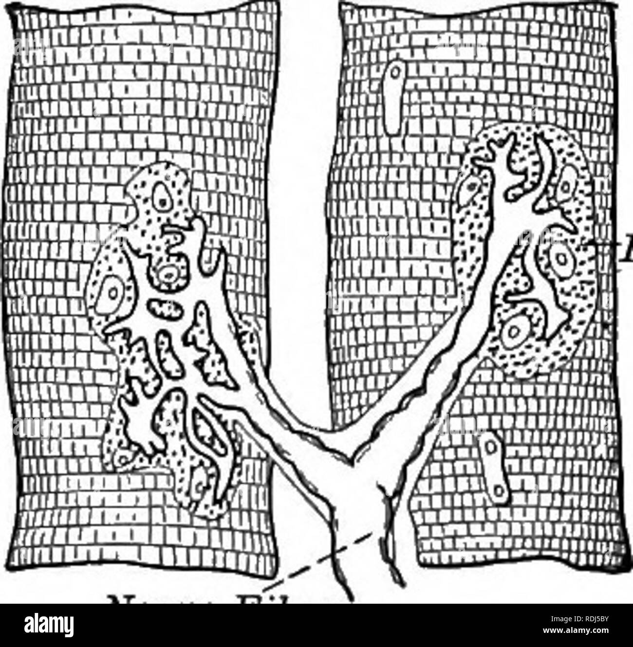 . Un libro di testo di Fisiologia Generale e anatomia. Fisiologia, comparativo, anatomia. Studio OP UNA RANA S Muscolo 279. Fig. 122 - terminazioni nervose nel muscolo striato fibre. In ultima analisi essi fine nelle pareti delle fibre muscolari loro- stessi. La filettatura di grandi dimensioni, con i suoi rami, è un nervo e nel vivere il frog grande fine è continuato indietro verso il midollo spinale attraverso il quale si collega con il cervello. Se dobbiamo rimuovere tutti i muscoli della gamba di una fresca ucciso rana, tranne il gastrocnemio, quindi provvedere ad un apparecchio come mostrato in Fig. 123, e portare le due estremità di un circuito elettrico in co Foto Stock