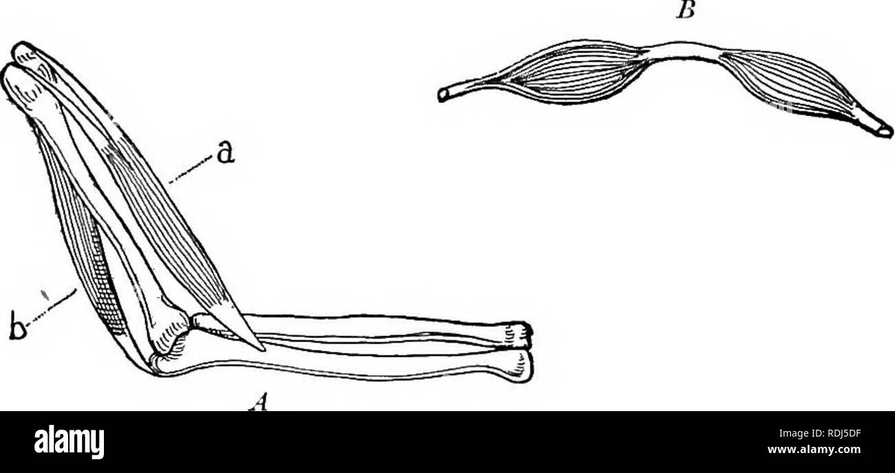 Un libro di testo di Fisiologia Generale e anatomia. Fisiologia,  comparativo, anatomia. 268 muscoli che si muove più è chiamato l'inserzione  del muscolo. (Vedere Fig. 115, A.) che attaccato ad una