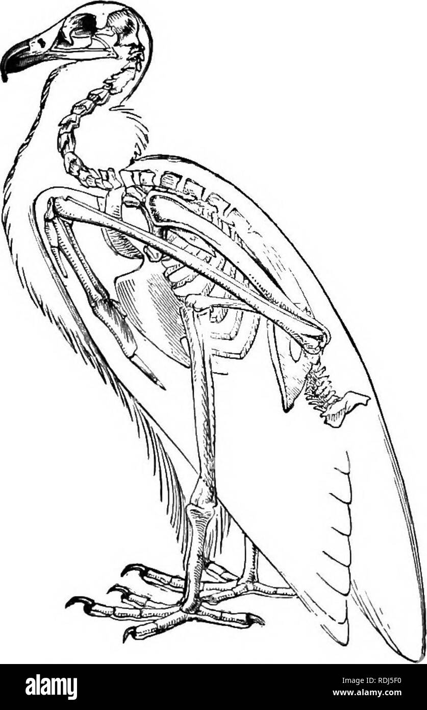 . Un libro di testo di Fisiologia Generale e anatomia. Fisiologia, comparativo, anatomia. 260 scheletri di animali LOWEB altre forme, ci sono lo sterno e ben sviluppato gambe. Tali gambe, tuttavia, sono poveri di organi di locomozione e di sostegno, per come la rana, le cosce punto verso l'esterno, e invece di sollevare il corpo da terra le gambe sono così breve che la beUy poggia a terra e devono essere trascinati sulla superficie. I gomiti punto indietro più di in la rana e il braccio o la zampa anteriore è a questo proposito un miglioramento rispetto alla struttura simile in la rana. Scheletro di uccelli. - Foto Stock