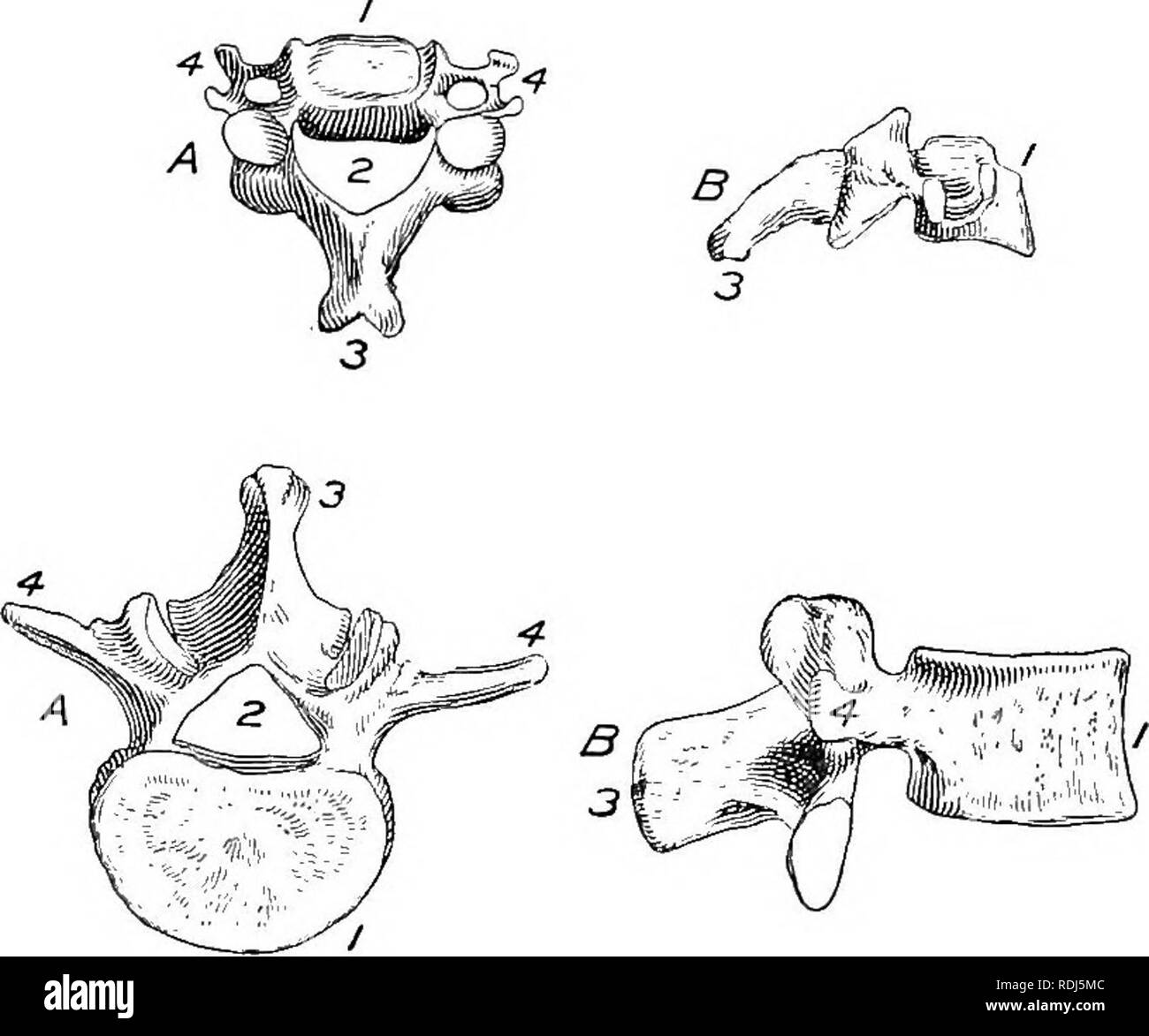 . Un libro di testo di Fisiologia Generale e anatomia. Fisiologia, comparativo, anatomia. 226 lo scheletro f o lle o cavità neurale, attraverso il quale il midollo spinale passa. Questo arco è chiamato arco neurale, e da esso vengono emesse sette processi o proiezioni di osso. Uno si estende dal centro dell'arco dorsalmente e viene chiamato il processo spinoso. È la fine di questo pro- cesso che uno può sentire come egli passa il dito al centro della schiena. Due processi laterali si estendono da ciascun lato dell'arco neurale e di queste nervature sono allegate. Essi sono più corti rispetto al processo spinoso. Foto Stock
