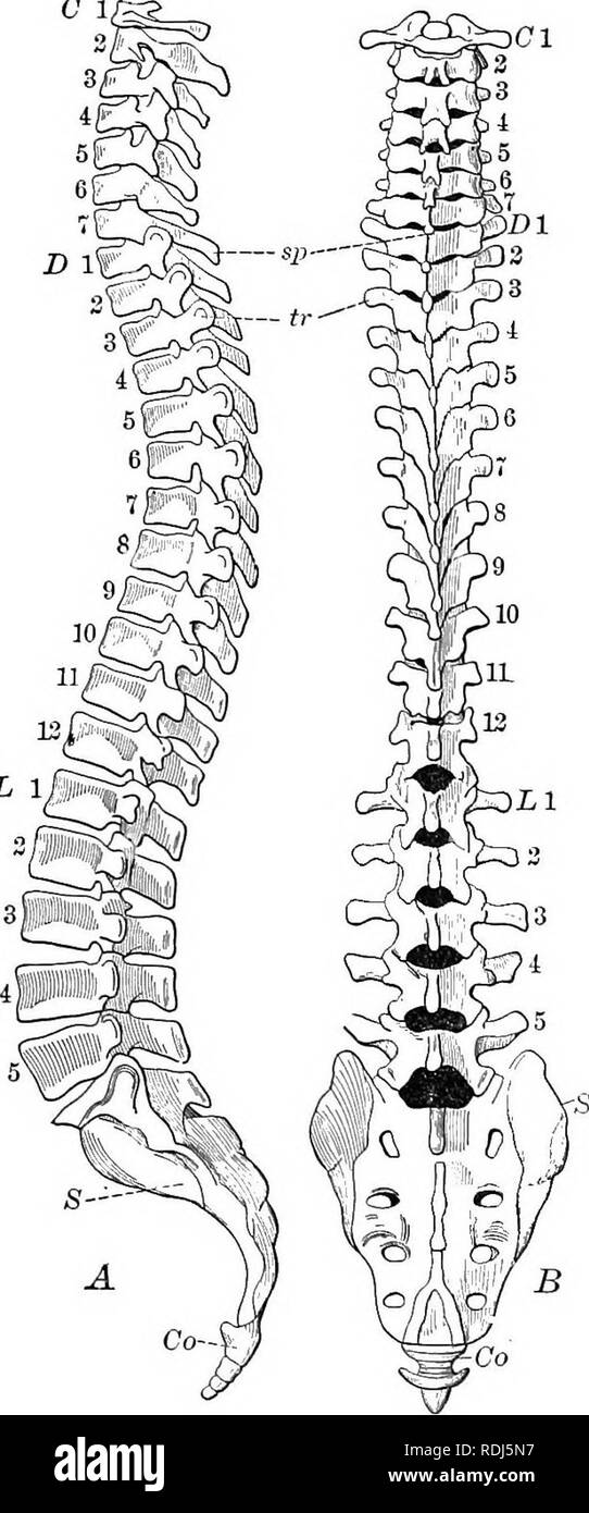 . Un libro di testo di Fisiologia Generale e anatomia. Fisiologia, comparativo, anatomia. 224 lo scheletro C 1. L 1 Fig. 84 - Si&GT;inale colonna; una, vista laterale; ij, vista posteriore ; C, 1-7, cervicale vertebiiv ; D, 1-12, do- sal vertebre ; X, 1-5, vertebraj lombare; S^ sac- nun ; Co^ coccyx. le ossa che compongono la colonna e quelli che incorniciano il thor- acic e cavità addominale sono parlate di collectivelj' come scheletro assiale. Le ossa che formano le appendici (braccia e gambe) sono chiamati ap- pendicular scheletro. Il Skele assiale- ton. Il coltimn spinale. - Le ossa che compongono questa lunga, colu curvo Foto Stock