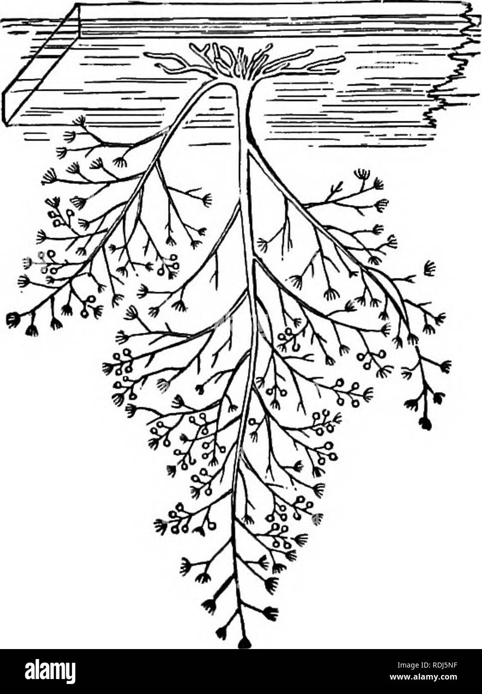 . Le bellezze della natura e le meraviglie del mondo in cui viviamo. Storia naturale; geografia fisica; Astronomia. Sulla vita animale 107 dus93 in tutti gli stadi di sviluppo (Fig. 3), alcuni ancora in condizione di minuti di gemme, in cui nessuna traccia di la definitiva Medusa-modulo può ancora. Fig. 2. - BongainvUleafruticOBa; dimensione naturale. (Dopo Allman.) essere rilevata; altri, in cui i contorni della Medusa può essere nettamente tracciata entro il ectotheque trasparente (strato esterno); altri ancora, appena casting off Questa sottile pellicola esterna e altri completamente liberato da essa, lottando con convulsivi effo Foto Stock