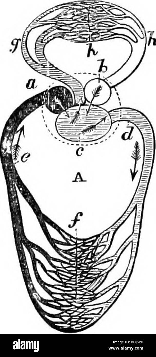 . Un libro di testo di Fisiologia Generale e anatomia. Fisiologia, comparativo, anatomia. Gli uccelli 217 riempito con sangue miscelato. Da un intrico di arterie e le valvole il sangue non è mescolata in modo omogeneo, ma la parte che è pompato verso la testa è più ricco di ossigeno, che per organi del corpo avanti più ricchi e che per i polmoni e la pelle è più povere in ossigeno e ricche in biossido di carbonio. Come nel pesce, i globuli rossi sono nucleati. Nei suoi primi anni di vita la rana respira dalle branchie. I rettili-Questi animali hanno in generale lo stesso tipo di sistema circolatorio come anfibi. Vi è, howeve Foto Stock