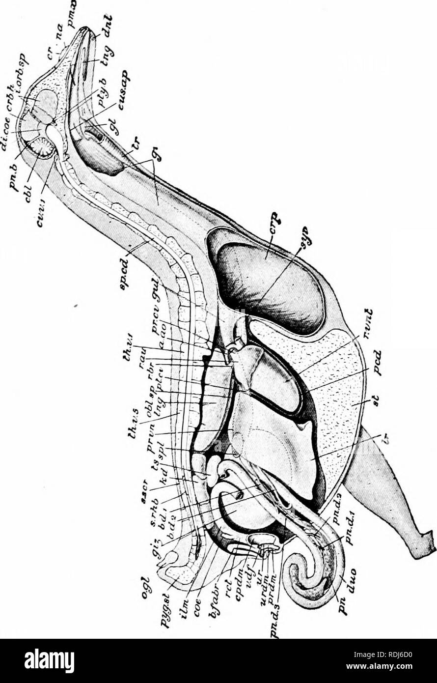 . Un manuale di zoologia. . Fig. 287- Columba livia. La dissezione dal lato destro. Il corpo-parete, con la colonna vertebrale, sterno, cervello, ecc., sono in sezione sagittale : porzioni della gola e raccolto sono stati tagliati e la cloaca è aperto; la quasi totalità dell'ileo viene rimosso e il duodeno è spostata verso l'esterno, a. ao, Arco aortico; bd. Ho, bd. 2, bile-condotti; b. tess, Bursa Fabricii; cbl, cervelletto; CCC, diritto ccecum; cpdm, coprodaeum; cr, cere; CRB. h, sinistra emisfero cerebrale; crfi, raccolto; CR. 7&GT;. /, Prima vertebra cervicale; di. coe, diacccle; dj/t, dentary; dito, duodeno; cits Foto Stock