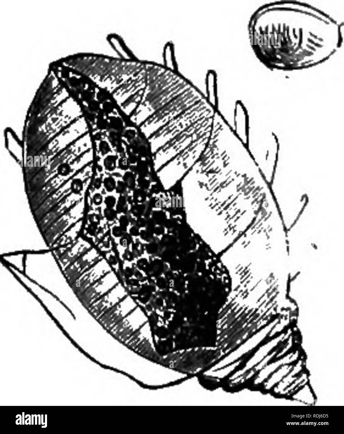 . Parassiti animali e messmates. Parassiti. Parassiti libero mentre i giovani. 145 La Iones thoracicus, il Cepes distortus, il Gyges bramchialis e tanti altri vivono, come il Bopyri, nella cavità toracica di diversi crostacei decapodi, e le femmine buttare fuori allo stesso tempo i loro organi di senso e di tutte le loro attività di pesca e di viaggiare in apparecchiatura. Eathke, un dotto professore di Konigsberg, è stato il primo ad accorgersi di un isopod, conosciuto sotto il nome di Phryxus p&amp;gwri, che vive sullo stomaco di un pagurus, attaccati ad esso mediante il suo retro, in modo che lo stomaco del parassita è ruotata, come th Foto Stock