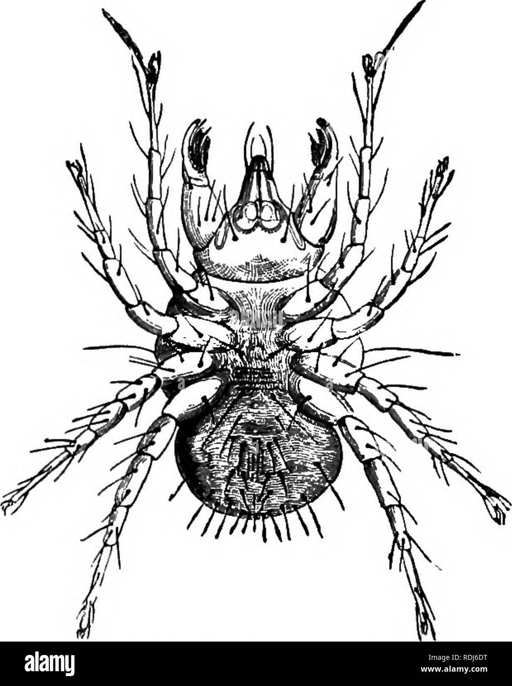 . Parassiti animali e messmates. Parassiti. Parassiti gratuito durante tutta la loro vita. 137 del Polo Nord, a bordo del Polaris, ha visto la specie di anodonts incrociate con quelle del Uniones. Ci sono anche Arachnida che sono parasitical solo mentre il giovane, come Trombidions e taluni Hydrachnse (Fig. 24) che frequenti gli animali acquatici. Il Leptus autumnalis, noto in Francia almeno in alcuni locali- cravatte, dal nome di Rouget, è un acarian che si getta su di uomo e soprattutto si collega alle radici dei capelli : fortunatamente si è trovato solo nel paese di distretti. Il Foto Stock
