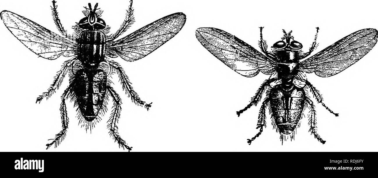 . Parassiti animali e messmates. Parassiti. 122 PARASSITI ANIMALI E MESSMATES. piume con sorprendente facilità e non sempre è confinata allo stesso uccello; si chiude il suo host per stabilire. Fig. 14.-CARNE volare. Fig. 15.-House Fly. stesso su di un altro, e talvolta si getta all'uomo per succhiare il suo sangue. Alcuni anni fa questi insetti penetrati nel mezzo della notte attraverso le finestre aperte in uno degli appartamenti dell'ospedale militare a Louvain e la mattina successiva la pelle di molti dei pazienti, e specialmente la biancheria da letto erano stati coperti con macchie di sangue. Il fisico Foto Stock