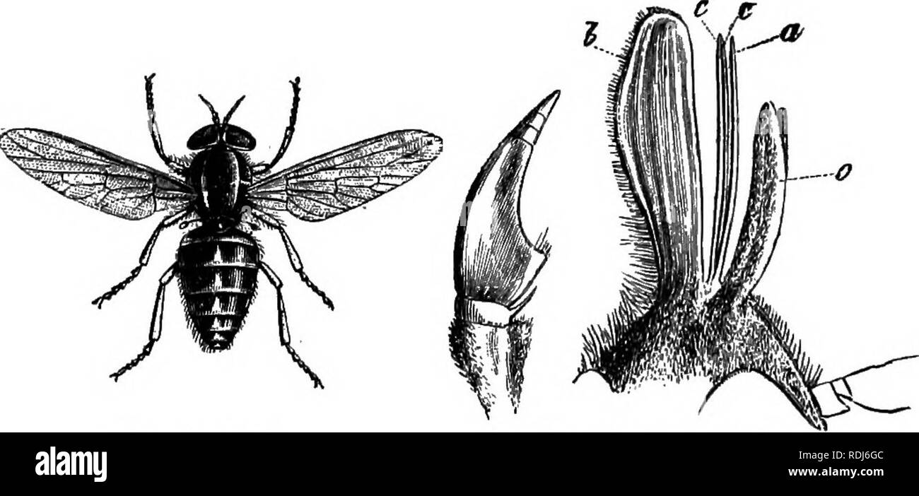 . Parassiti animali e messmates. Parassiti. Parassiti gratuito durante tutta la loro vita. 121 cies che sono qui rappresentati e che differiscono di molto da loro caratteri esterni come dal loro modo di vita. Un altro volo attacca anche i cavalli e bovini e oc- sionally anche uomo, Asilus crabroniformis, le cui ferite talvolta prelevare il sangue. Martins, gli uccelli del crepuscolo, che vola in branchi sopra le case,. Fig. 11.-ox-fly. Fig. 12.-Antenna di ox-fly. descrivendo cerchi e pronunciando squillante grida, di solito sono infestati da molti parassiti, tra i quali troviamo una mosca del. Si prega di notare che queste immagini Foto Stock