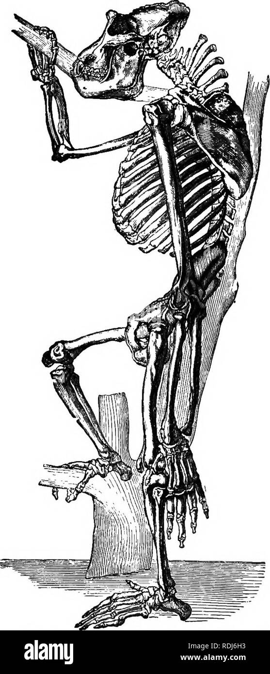 . Scimmie antropoide. Scimmie. STIIUCTUBE anatomica delle scimmie antropoide. 65. Fig. 17.-ykeleton di un vecchio gorilla maschio.* * Questa illustrazione è da DuTernoy's Des caracteres anatomiques des grandes singes pseudo-anthropomorphes, piastra ii. Si tratta di un eccellente illustrazione del cbaraoteristio apofisi spinose della colonna Tertebral, e della posizione relativa degli arti.. Si prega di notare che queste immagini vengono estratte dalla pagina sottoposta a scansione di immagini che possono essere state migliorate digitalmente per la leggibilità - Colorazione e aspetto di queste illustrazioni potrebbero non perfettamente assomigliano al lavoro originale. Hart Foto Stock