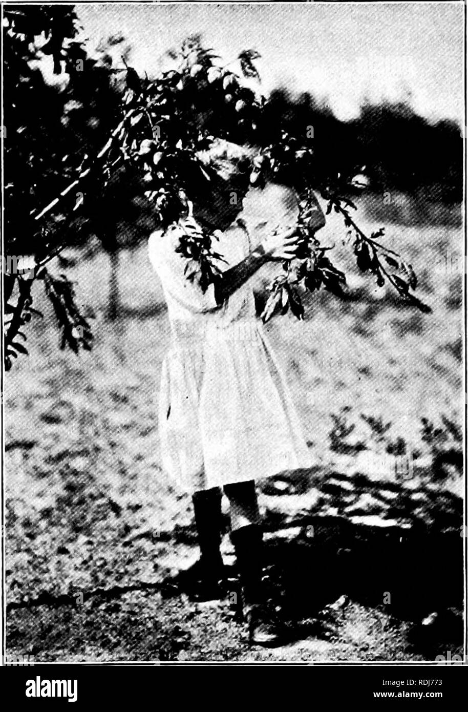 . I giardini e il loro significato, dalla Dora Williams. Gli orti scolastici. l62 giardini e il loro significato si è rivelata una vera forza nell'istruzione sul conto di questi vei")/ " collegamento qualità". In altre parole si fa un ponte di capitale, accademica di estremità della quale si trova nella solitudine della scuola, mentre l'altra estremità raggiunge nel cuore del vivace mondo. Come un piccolo idromassaggio la scuola attira nel suo recinto sacro l attività sociale e il senso duro del mercato e della strada; e d'altro canto gli uomini di affari sono in mostra ogni giorno che non al Foto Stock