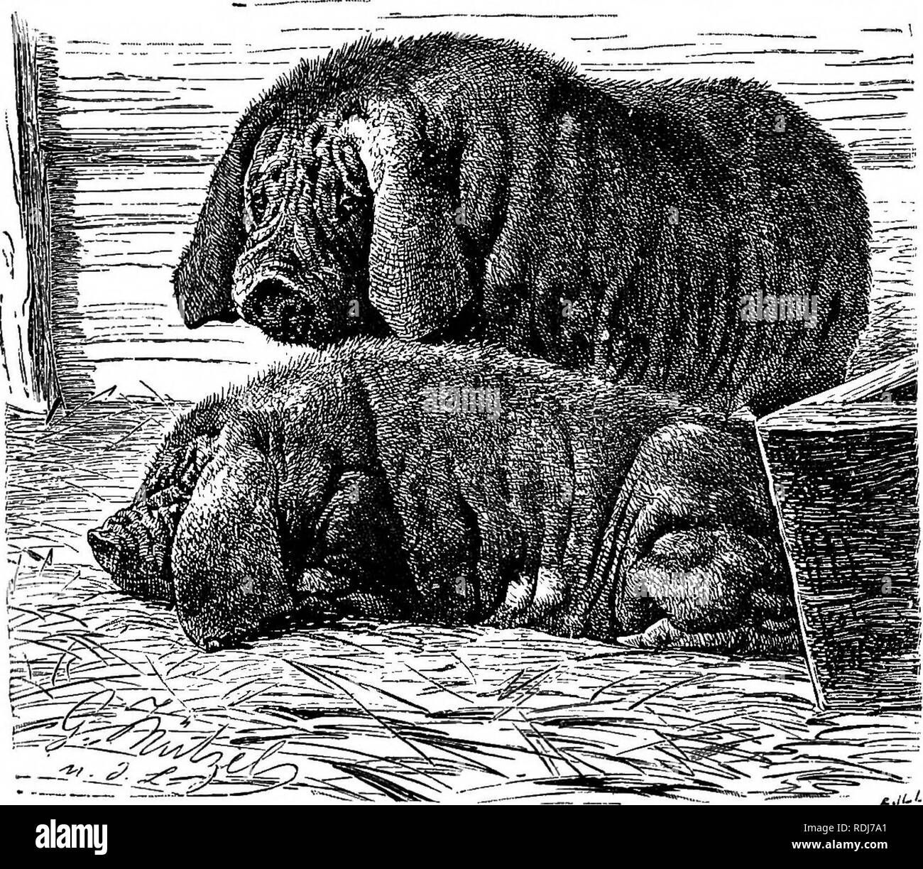 . Gli animali del mondo. Brehm la vita degli animali;. Mammiferi. 544 LA ANIMALI BIUNGULATI. tween queste razze può essere la loro esistenza nonché l'origine e morire fuori di forme allevati sotto l'influenza dell'uomo sono spiegati da indipendente o costretto la selezione in allevamento e anche mediante la variabile di condizione di clima, cibo, ecc., surround- ing porci domestici. Tutti i popolari e ammirato le razze di tempi moderni sono solo prodotti artificiali dell'uomo: la robusta Berkshire, il grasso Harrisson, e costruito in modo compatto Runt Hog. Il Porco mascherato è anche una produzione artificiale e deve la sua esistenza Foto Stock