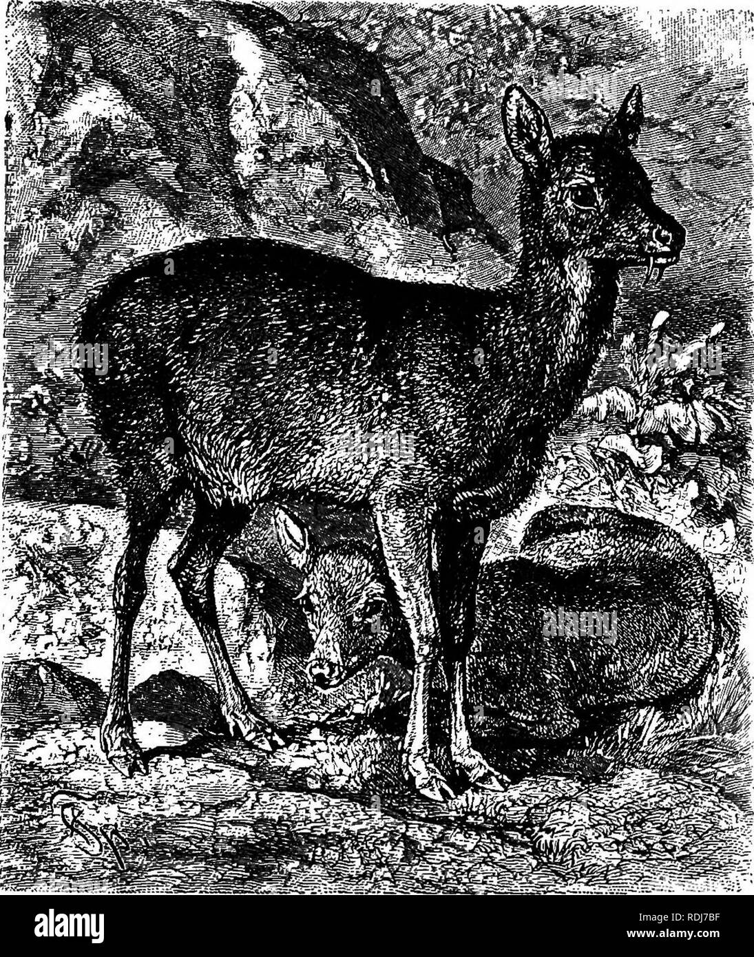 . Gli animali del mondo. Brehm la vita degli animali;. Mammiferi. La peste. 539' circostanze. Il nemico si avvicina, pensando che la preda è il suo per l'assunzione, ma prima di aver raggiunto la piccola creatura dà un legato e scampers off come un flash. In tempi moderni esemplari di questa o di altre specie di muschio pigmea sono spesso stati presi in terre straniere e tenuti in isolamento per un con- siderable tempo. Girovagando menageries anche occasionalmente hanno mostrato alcune delle specie in tutto il paese. L'aspetto dell'animale è ordinato e rivestimento; esso si mantiene estremamente pulito e Foto Stock