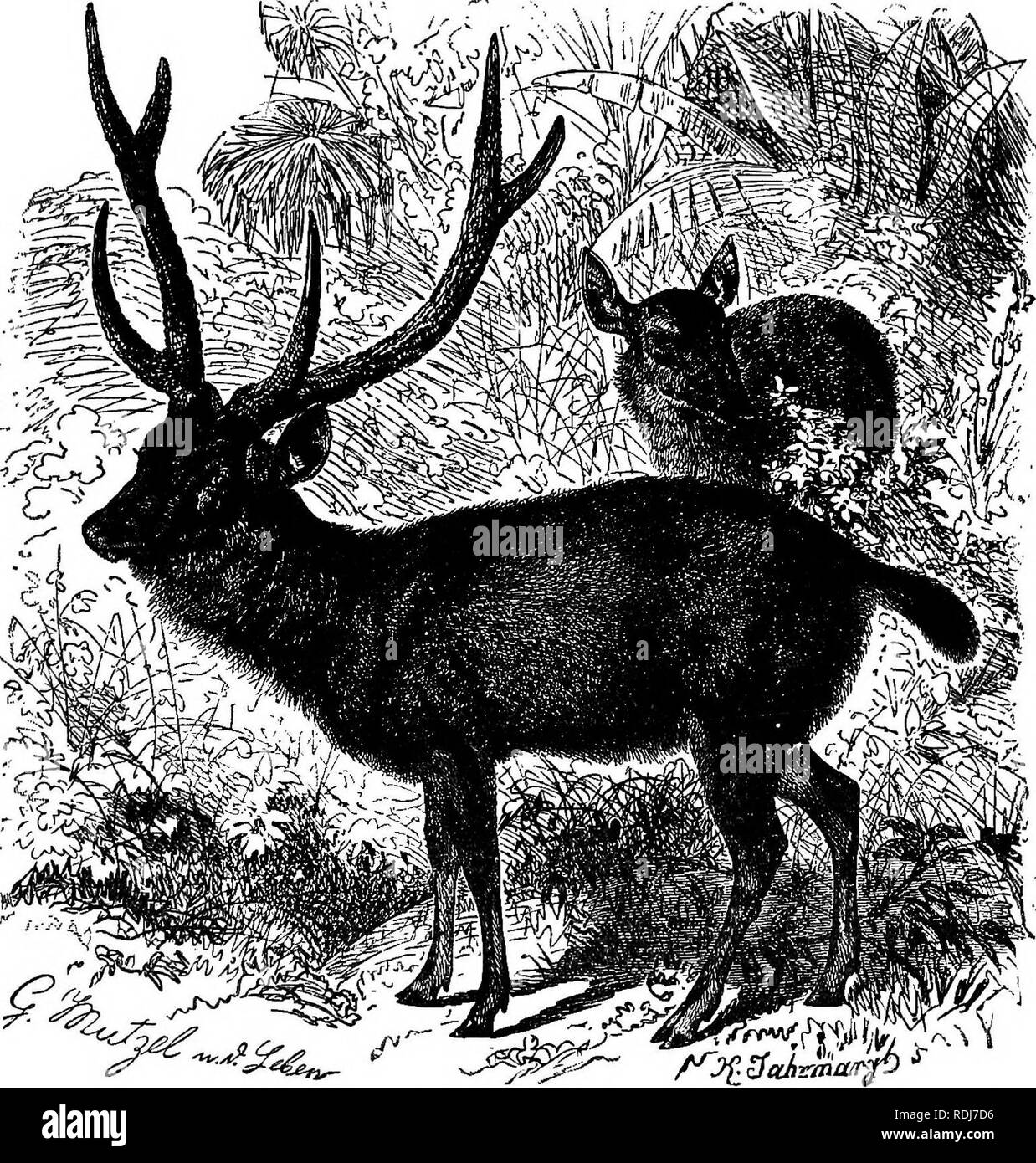 . Gli animali del mondo. Brehm la vita degli animali;. Mammiferi. Il cervo DEERâAMERICAN. 531 elusa in coda; l'altezza al garrese è di circa quaranta pollici. La femmina è notevolmente più piccolo. In generale le caratteristiche distintive di questo Cervi sono quelli del suo gruppo. Una caratteristica degna di nota è la forte mane, che è sviluppata in corrispondenza della gola e del mento e la composizione dei capelli che difficilmente si differenzia in â¢personaggio dai capelli di altre parti del corpo. Per quanto riguarda ora è noto il grande Rusa è un nativo di Java; al Borneo è detto di essere stato ihiported dall uomo. I viaggiatori dicono che questo Deer gat Foto Stock