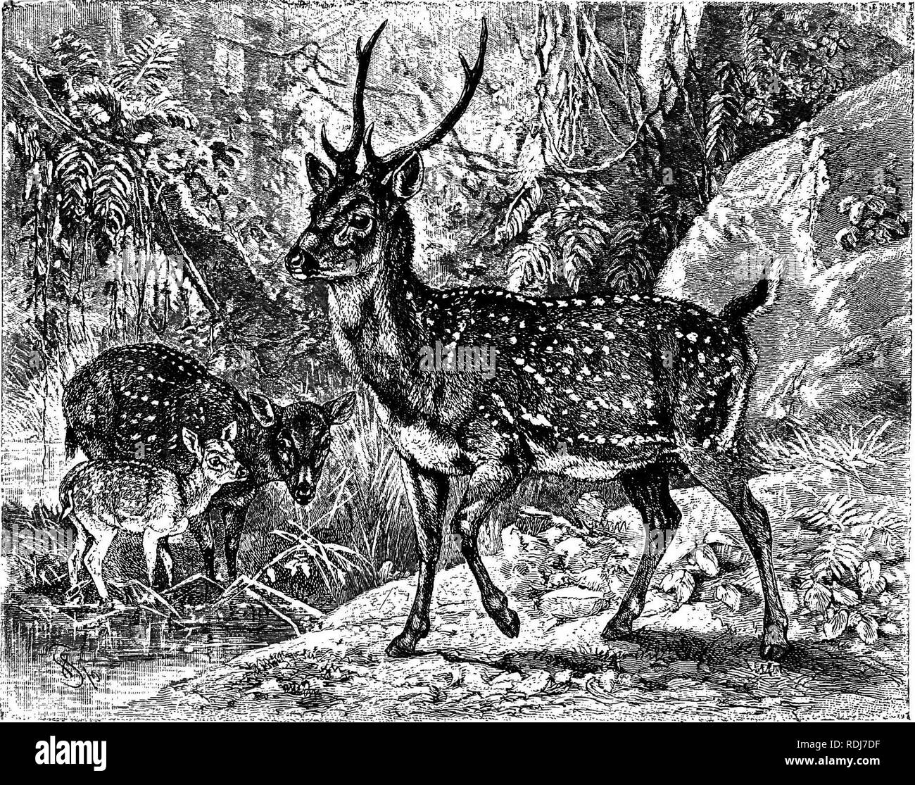 . Gli animali del mondo. Brehm la vita degli animali;. Mammiferi. 530 ANIMALI BIUNGULATI. visto in piccole famiglie di sei o sette, per il quale le femmine vecchie agiscono come sentinelle. Il portamento di questi animali è uno swing- ing; facile trotto o, quando perseguiti, un maldestro galoppo. Essi non sono difficili da caccia, ma il loro principale utilità è per loro la pelle e corna. La carne è grossolana e il grasso è eccessivamente duro e la carne non è tenuto in grande stima. L'asse di cervo. Tra i cervi di India prima dobbiamo menzionare l'asse, chiamato dagli Indù, Chital e dall'inglese, The Spotted Deer {Asse a Foto Stock