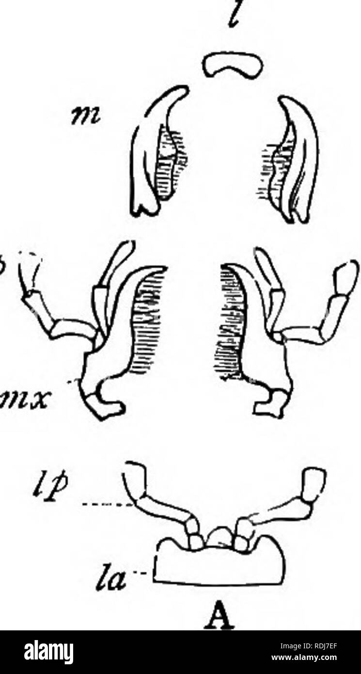 . Un libro di testo di zoologia agricoli. Zoologia, economico. 122 INSECTA OE HBXAPODA. gambe, allegate per la regione toracica sulla sua superficie ventrale. Questa funzione a una volta che li separano da aU altri artropodi. È Eespiration tracheali, le aperture o spiracles essendo a fessura per aperture lungo i lati dell'addome, in aggiunta a due coppie sul torace. La bocca di tipica di un insetto è descritto nel capitolo viL questa è una pungente bocca, un tipo di struttura orale che troviamo in molti insetti dannosi. Gli altri sono provvisti di una bocca di perforazione e live su impianto SAP e il sangue animale, spesso causi Foto Stock . Un libro di testo di zoologia agricoli. Zoologia, economico. 122 INSECTA OE HBXAPODA. gambe, allegate per la regione toracica sulla sua superficie ventrale. Questa funzione a una volta che li separano da aU altri artropodi. È Eespiration tracheali, le aperture o spiracles essendo a fessura per aperture lungo i lati dell'addome, in aggiunta a due coppie sul torace. La bocca di tipica di un insetto è descritto nel capitolo viL questa è una pungente bocca, un tipo di struttura orale che troviamo in molti insetti dannosi. Gli altri sono provvisti di una bocca di perforazione e live su impianto SAP e il sangue animale, spesso causi Foto Stock