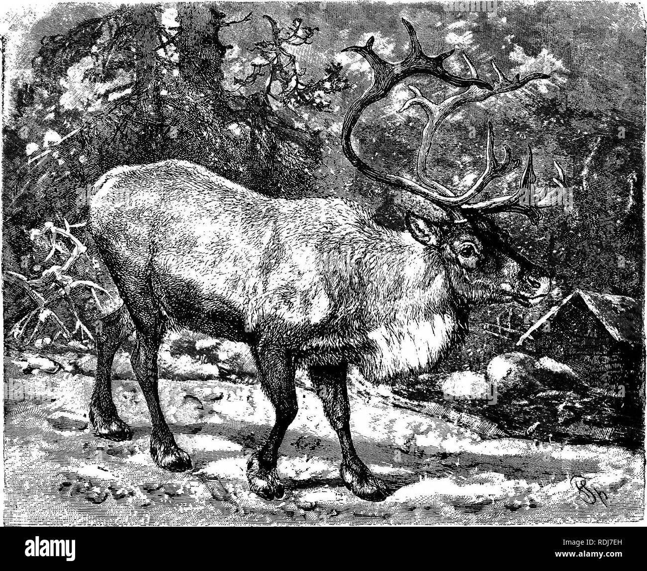 . Gli animali del mondo. Brehm la vita degli animali;. Mammiferi. 522 i biungulati. nei boschi del nord della Siberia e Von Wrangel conferma questa dichiarazione. Entrambi gli scrittori tiiese ci informa che essa si impegna esteso e regolari migra- zioni in Siberia. "Verso la fine di maggio", afferma Von Wrangel, "le renne selvatiche lascia i boschi di grandi mandrie, avendo cercato riparo contro il freddo intenso durante l'inverno; esso wends la sua strada verso la pianura settentrionale, in parte perché vi si trova sulla superficie più abbondante nutrimento di muschio, ma in parte anche alla fuga Foto Stock