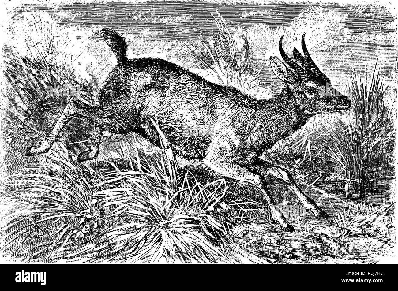 . Gli animali del mondo. Brehm la vita degli animali;. Mammiferi. 496 i biungulati. I bovini pesanti forme di famiglia. Questo gruppo comprende grandi, stout, quasi maldestra antilopi, con alta garrese e inclinate dorsi, informe, allungata, ampio imbavagliata teste, collo corto, stout arti e doppiamente le corna ricurve, posto sul frontale e dorsale esistente in entrambi i sessi. • La Hartebeest il sudafricano Hartebeest del Sud Africa Boers, chiamato Kama dal Bechuanas descritto. (Budalts caama), si distingue dai suoi parenti dalla sua testa più lunga e la più forte le corna, piegata in mo Foto Stock