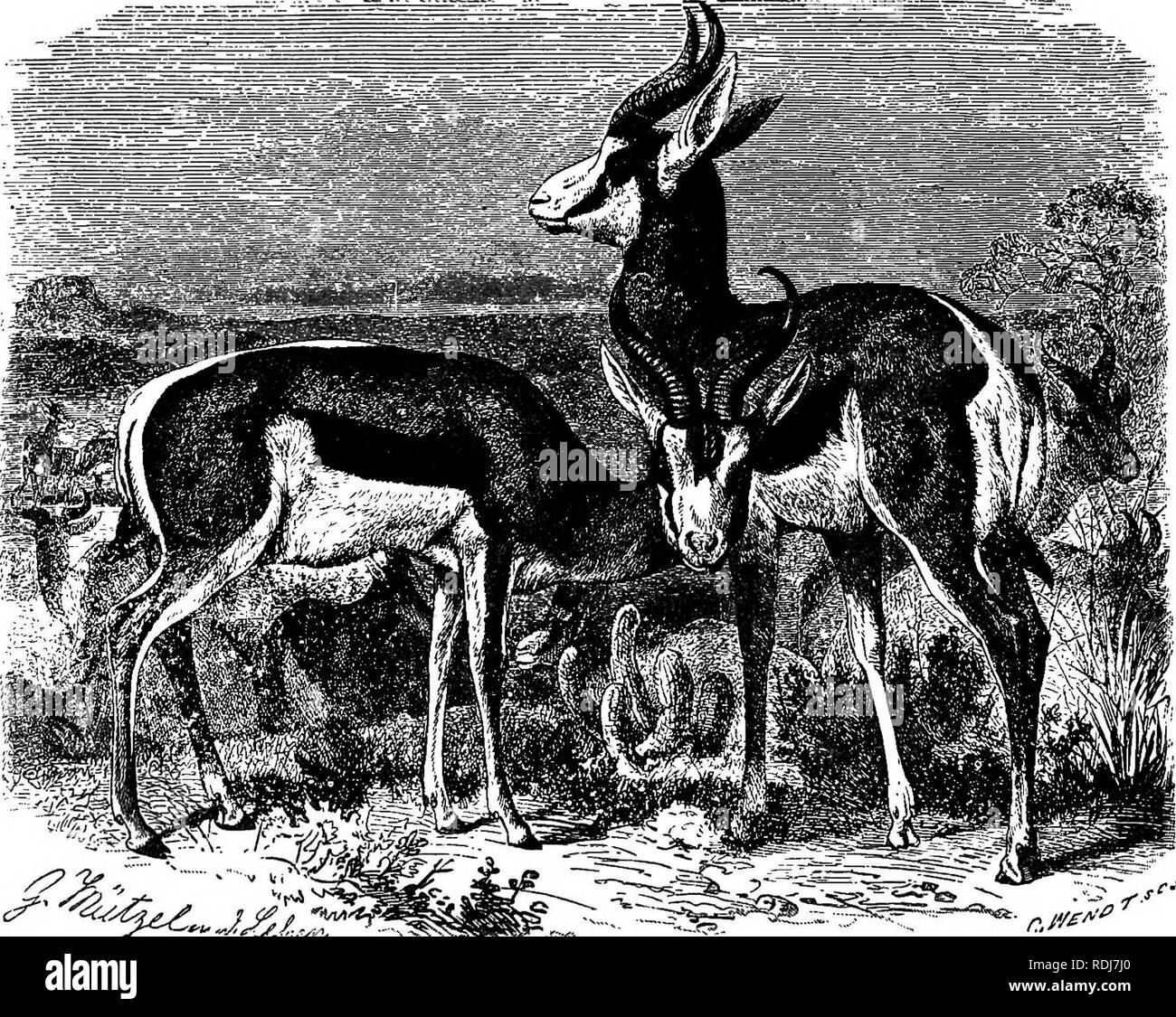 . Gli animali del mondo. Brehm la vita degli animali;. Mammiferi. 494 i biungulati. Questi due animali; la maggior parte 1 potrebbe dire che una gazzella, scrematura sul terreno, sembra di volare piuttosto che eseguire: ma che la dichiarazione sarebbe ancora caduta a breve di descrivere il suo fleetness. Peculiarità e i Springboks {Antidorcas) presentano struttura della grande affinità per le gazzelle, ma Springbok. differiscono da essi e tutti gli altri rela- tives in ragione di una importante caratteristica, peculiare proprio. Lungo la schiena, inizio intorno al suo centro, corre un solco formato da un raddoppio della pelle Foto Stock